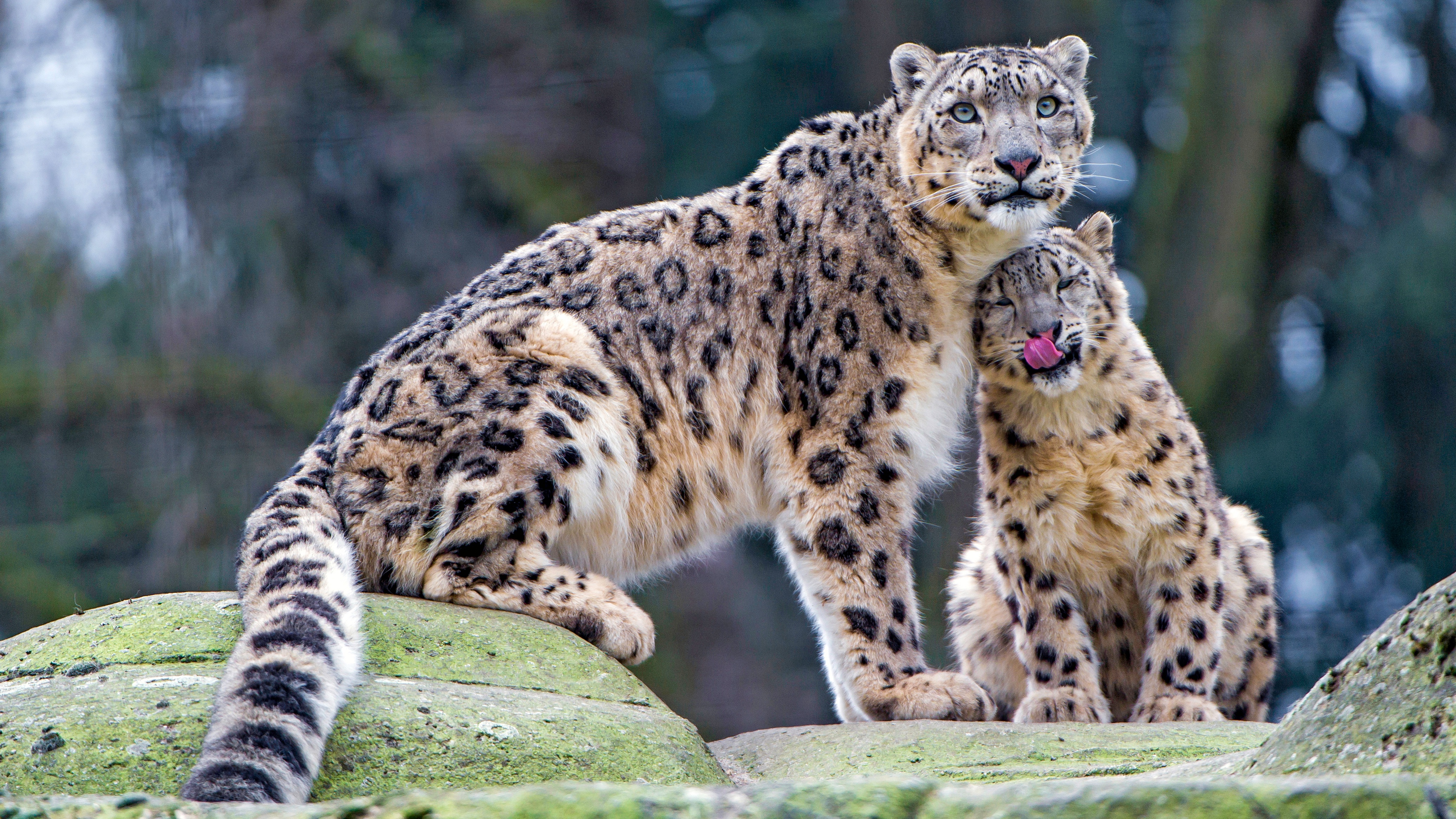 Download mobile wallpaper Cats, Snow Leopard, Animal, Baby Animal, Cub for free.