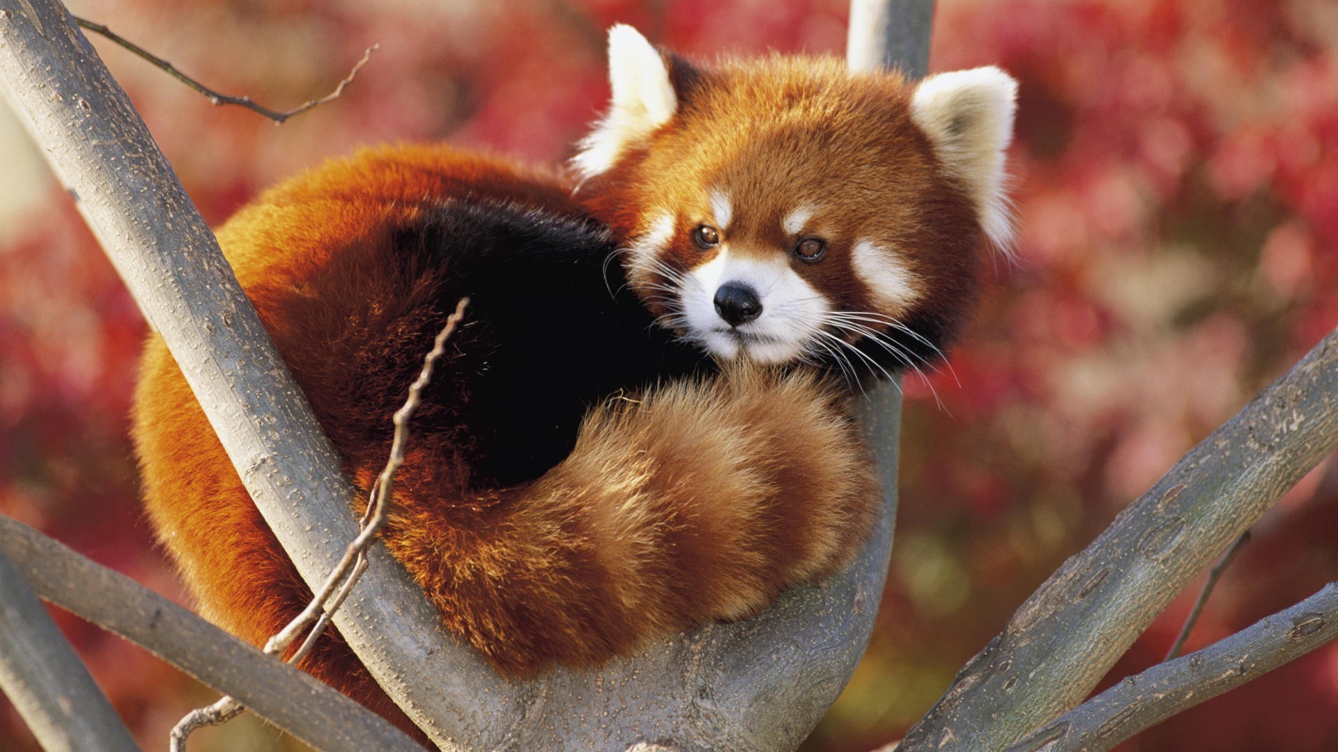 560165 télécharger le fond d'écran panda roux, animaux - économiseurs d'écran et images gratuitement