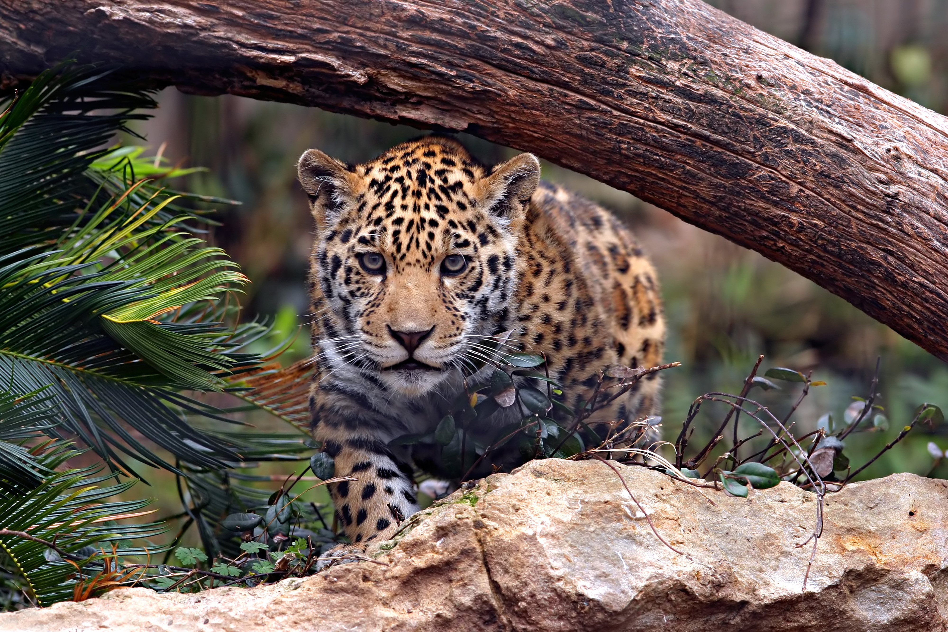 Download mobile wallpaper Leopard, Animal for free.