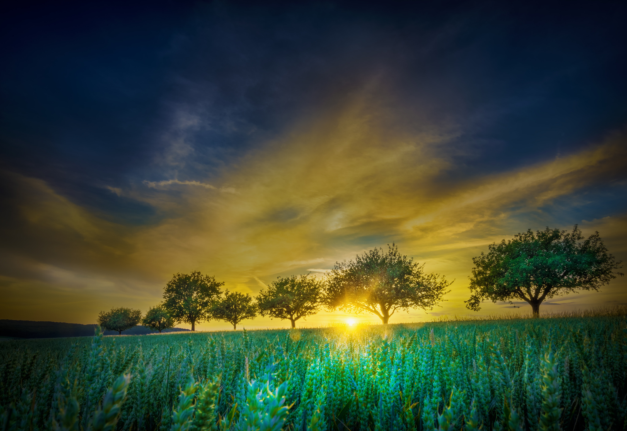 Download mobile wallpaper Landscape, Nature, Tree, Sunrise, Earth, Field, Cloud for free.