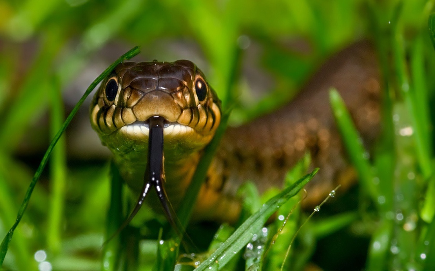 Descarga gratis la imagen Animales, Serpiente, Reptiles en el escritorio de tu PC