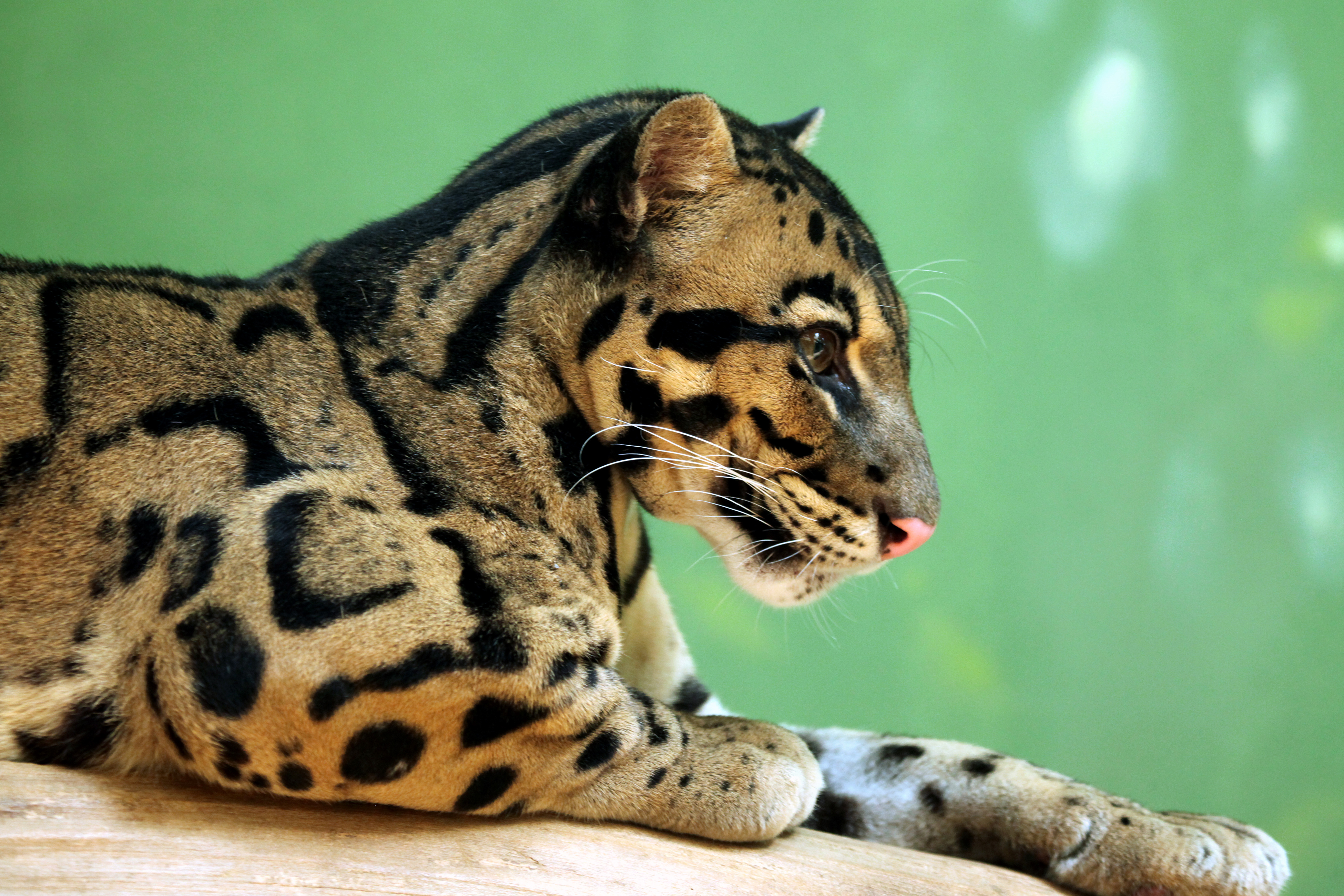 Baixar papel de parede para celular de Animais, Leopardo Nebuloso gratuito.