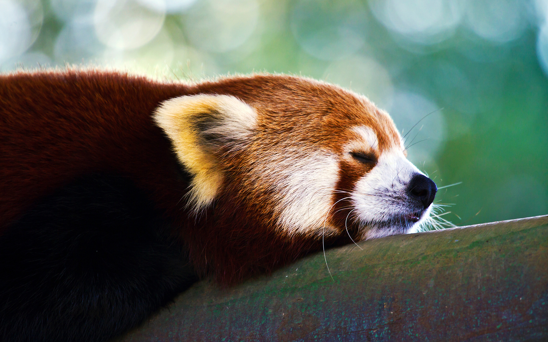 Baixar papel de parede para celular de Animais, Panda Vermelho gratuito.