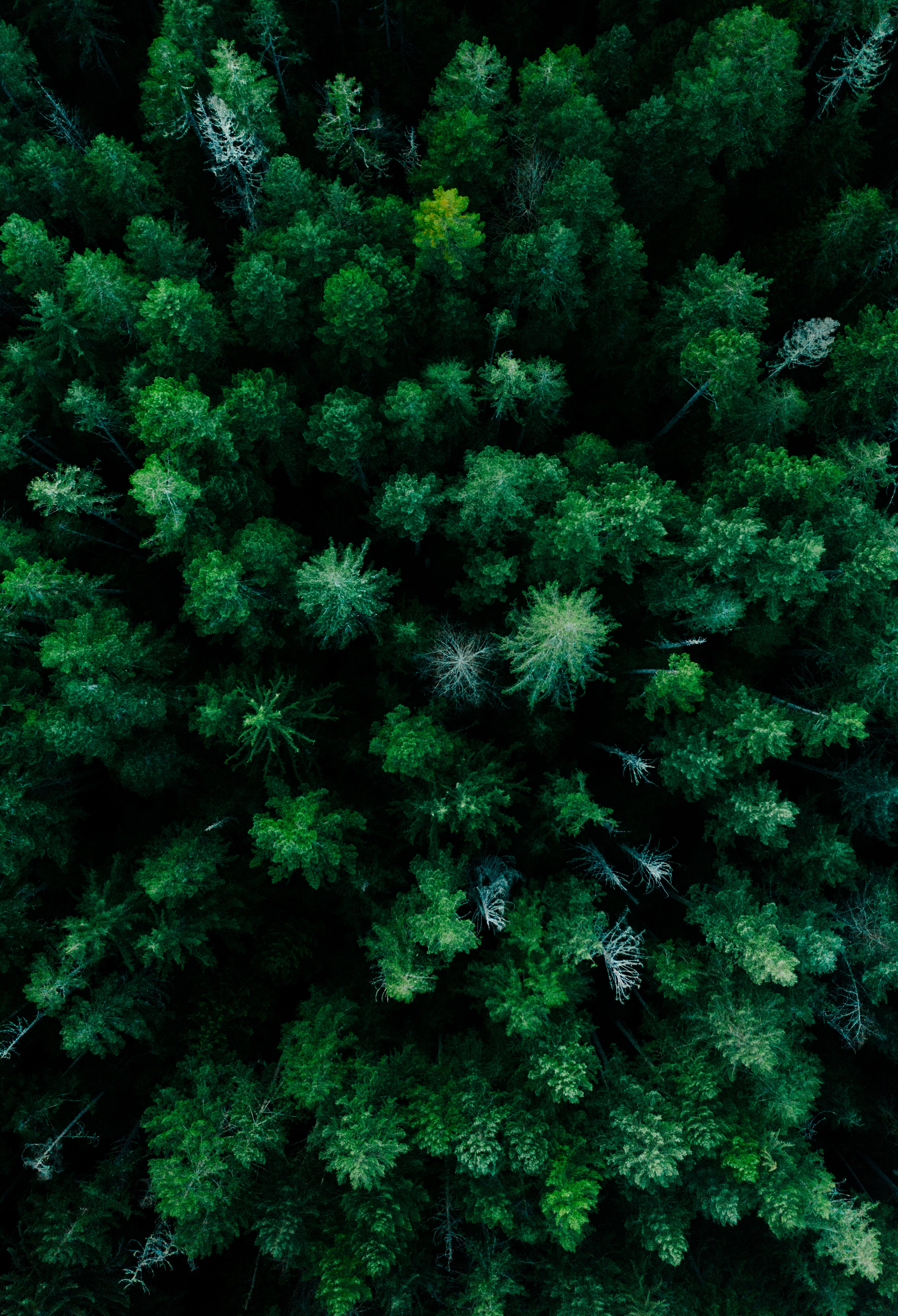 Скачать обои бесплатно Вид Сверху, Деревья, Лес, Природа, Зеленый, Верхушки картинка на рабочий стол ПК