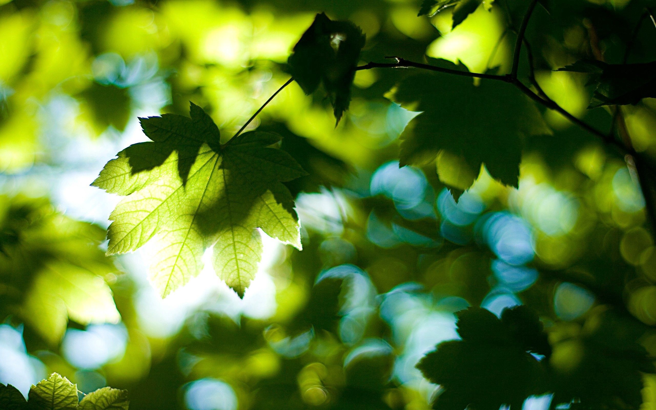 PCデスクトップに木, 葉, 大きい, 輝く, 光, 木材, マクロ画像を無料でダウンロード