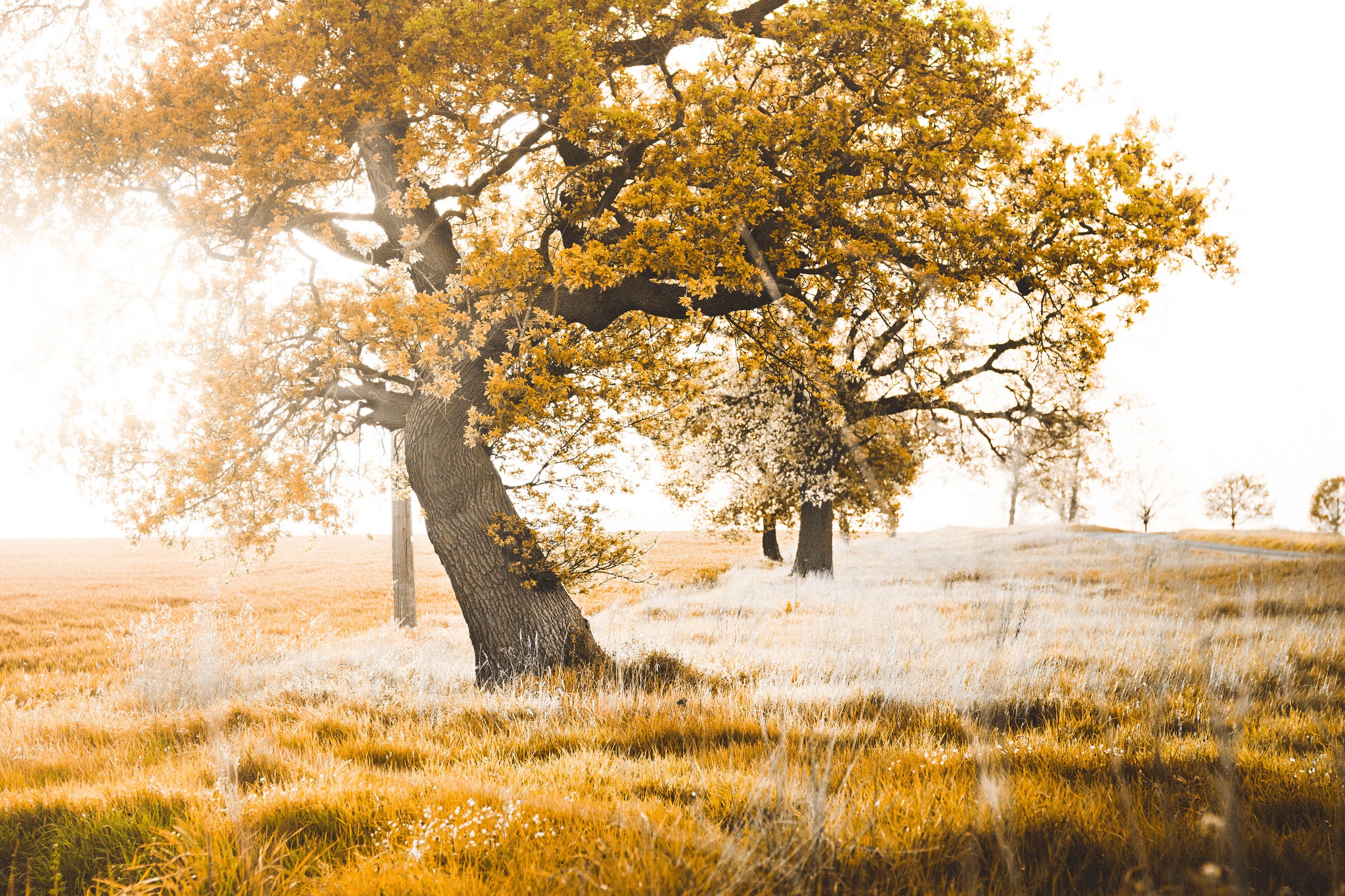 Free download wallpaper Nature, Trees, Grass, Tree, Earth, Sunny on your PC desktop