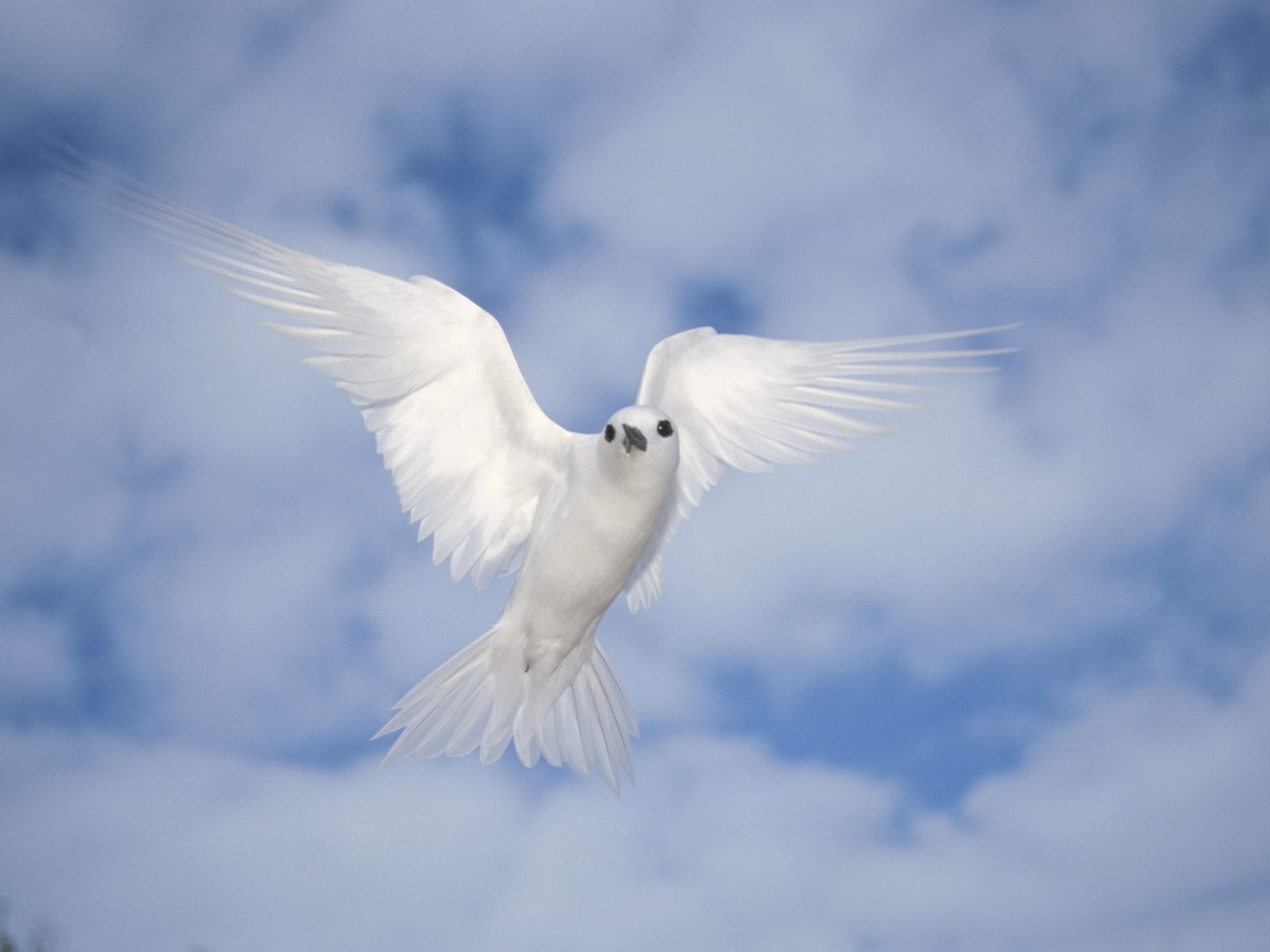 Descarga gratuita de fondo de pantalla para móvil de Ave, Aves, Animales.