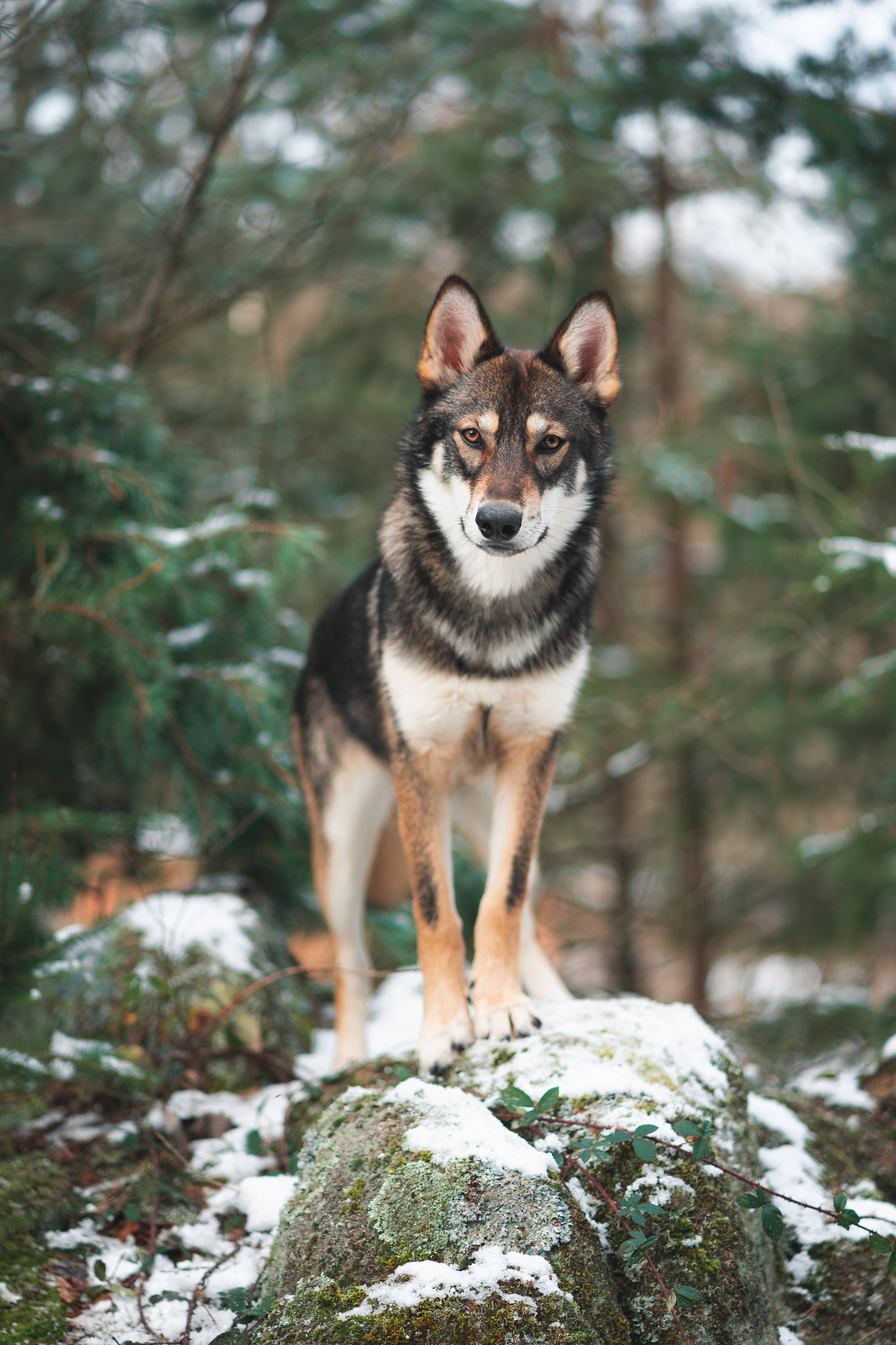 50510 скачать картинку волк, животные, собака, взгляд, прогулка - обои и заставки бесплатно