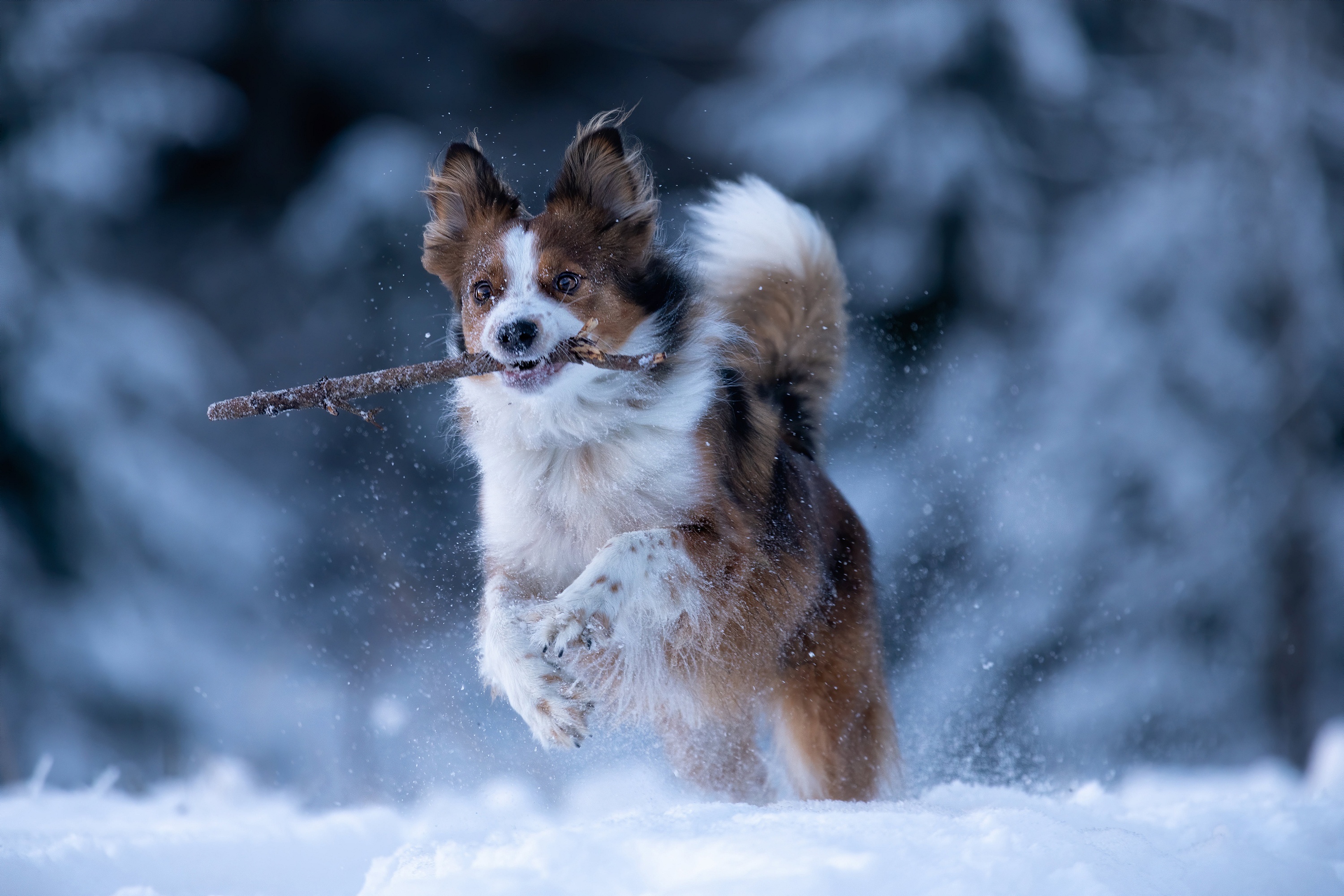 Laden Sie das Tiere, Hunde, Schnee, Hund, Tiefenschärfe-Bild kostenlos auf Ihren PC-Desktop herunter