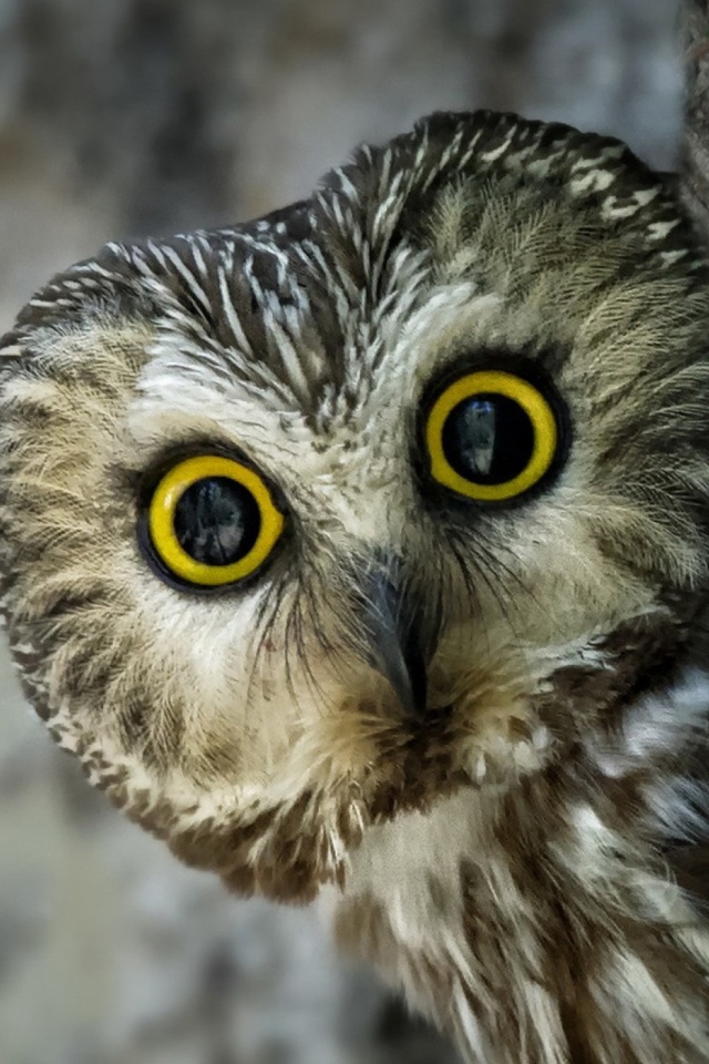 Download mobile wallpaper Birds, Owl, Bird, Animal, Face for free.