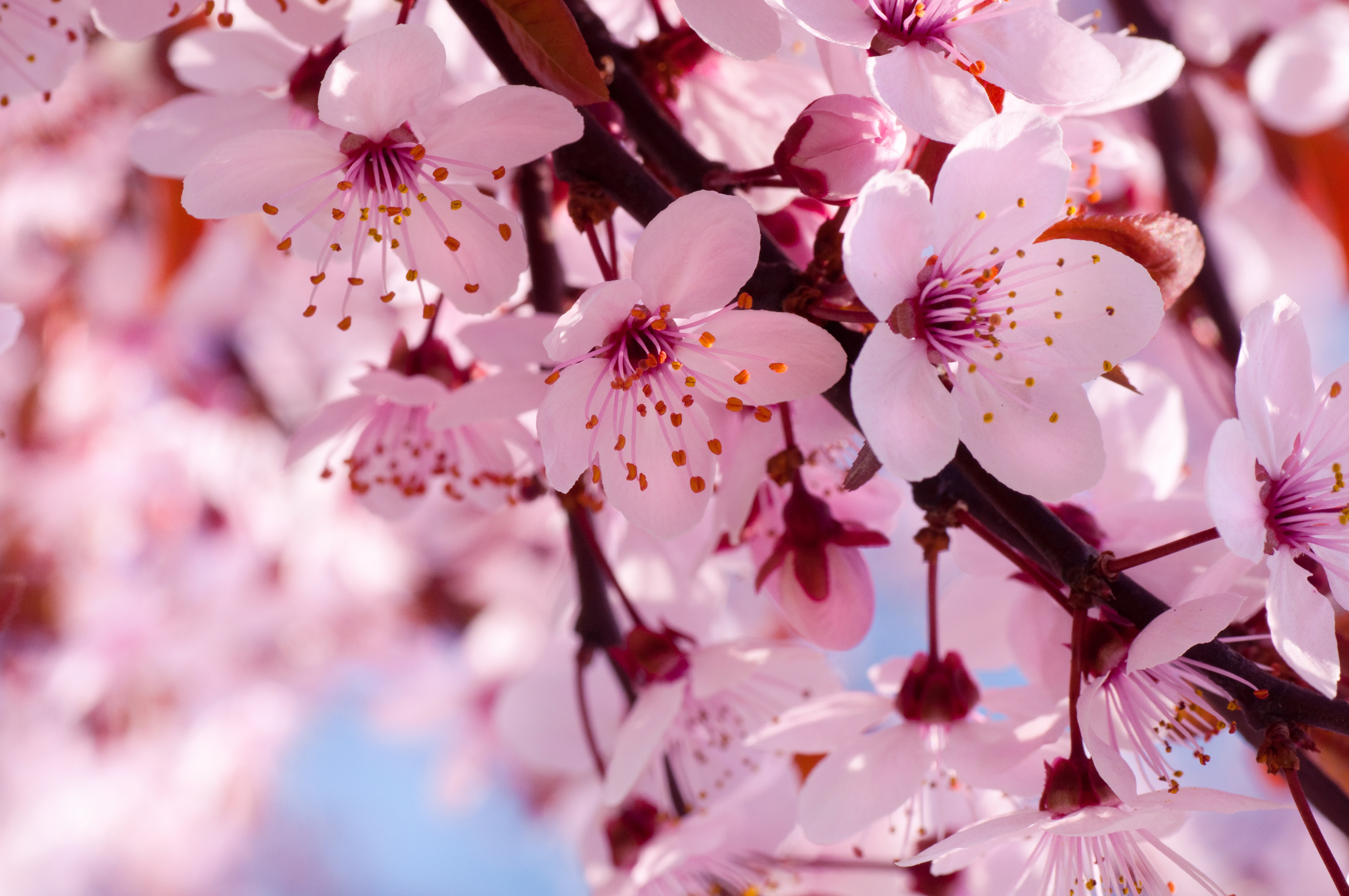 pink flower, cherry blossom, branch, earth, blossom, close up, flower, flowers