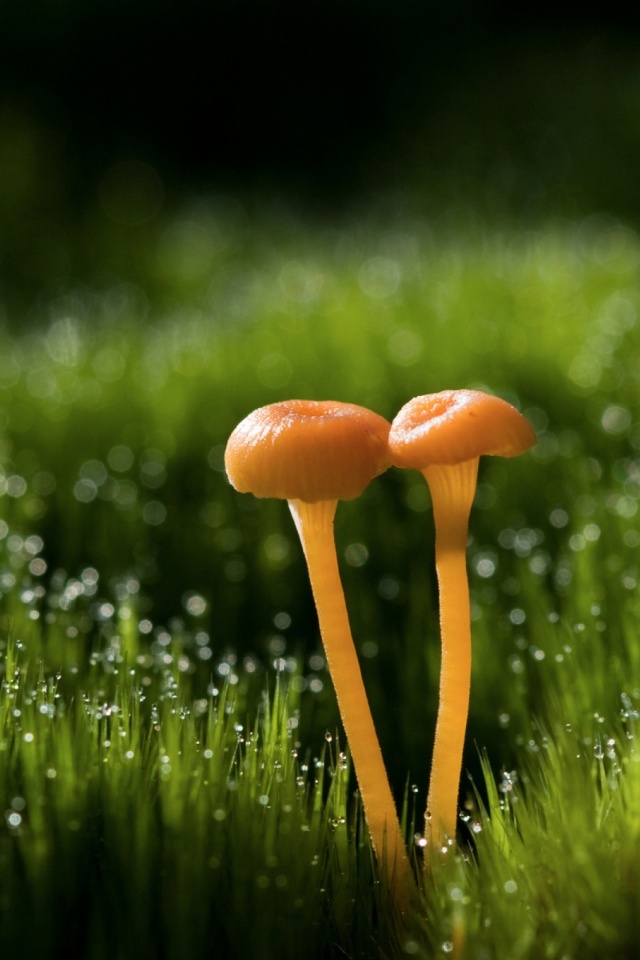 Download mobile wallpaper Nature, Grass, Earth, Mushroom for free.