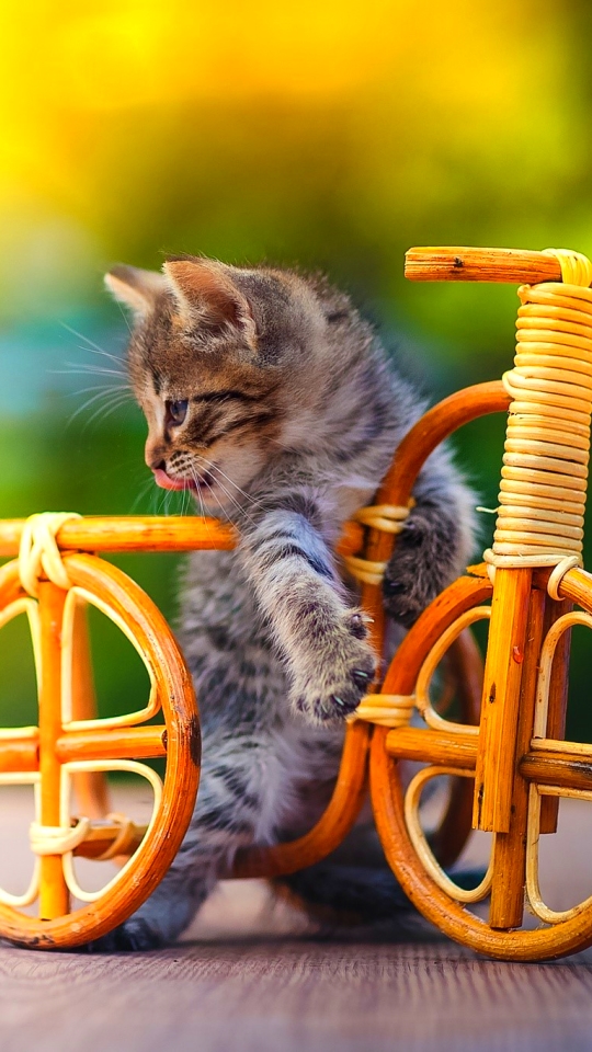 Скачати мобільні шпалери Кішка, Кошеня, Тварина, Милий, Велосипед, Коти, Дитинча Тварини безкоштовно.