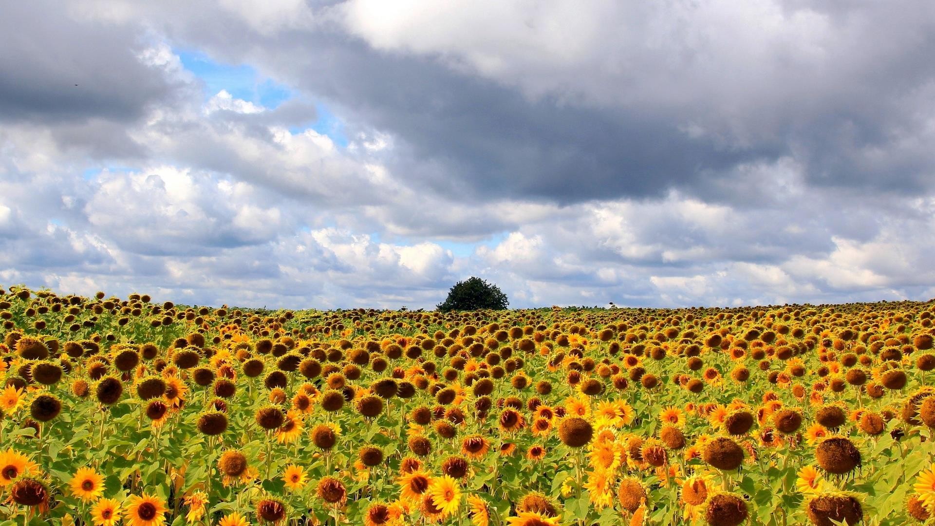 Free download wallpaper Flowers, Flower, Earth, Field, Sunflower, Yellow Flower on your PC desktop