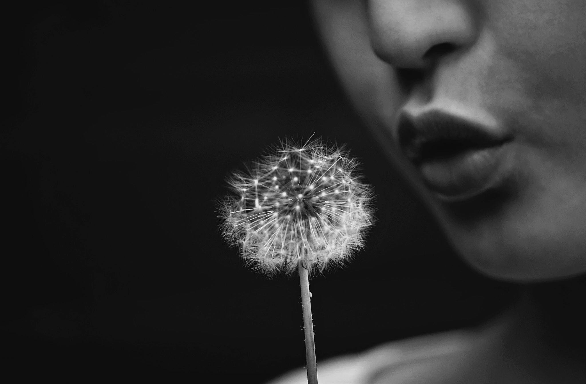 Free download wallpaper Dandelion, Photography, Black & White on your PC desktop