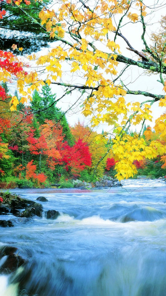 Скачать картинку Река, Осень, Водопады, Водопад, Лес, Лист, Ветка, Земля, Листва, Падать, Земля/природа, Ответвляться в телефон бесплатно.