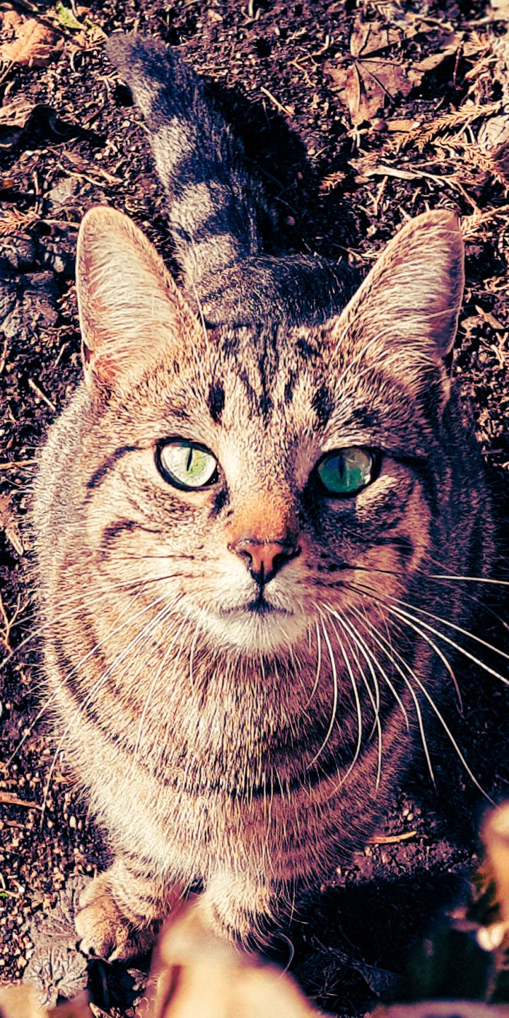 Download mobile wallpaper Cats, Cat, Animal, Stare for free.