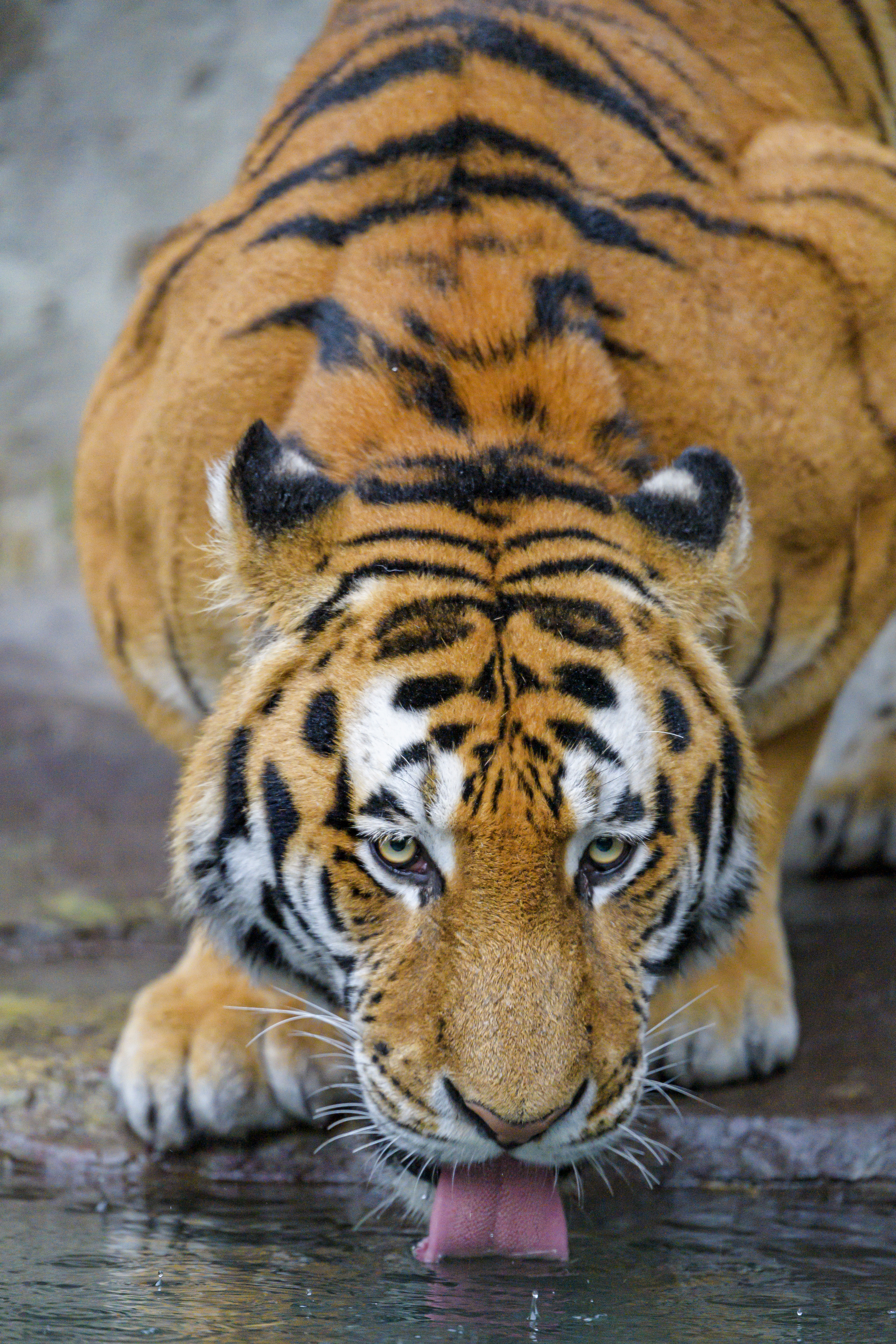 Free download wallpaper Animals, Water, Predator, Tiger, Protruding Tongue, Tongue Stuck Out, Big Cat on your PC desktop