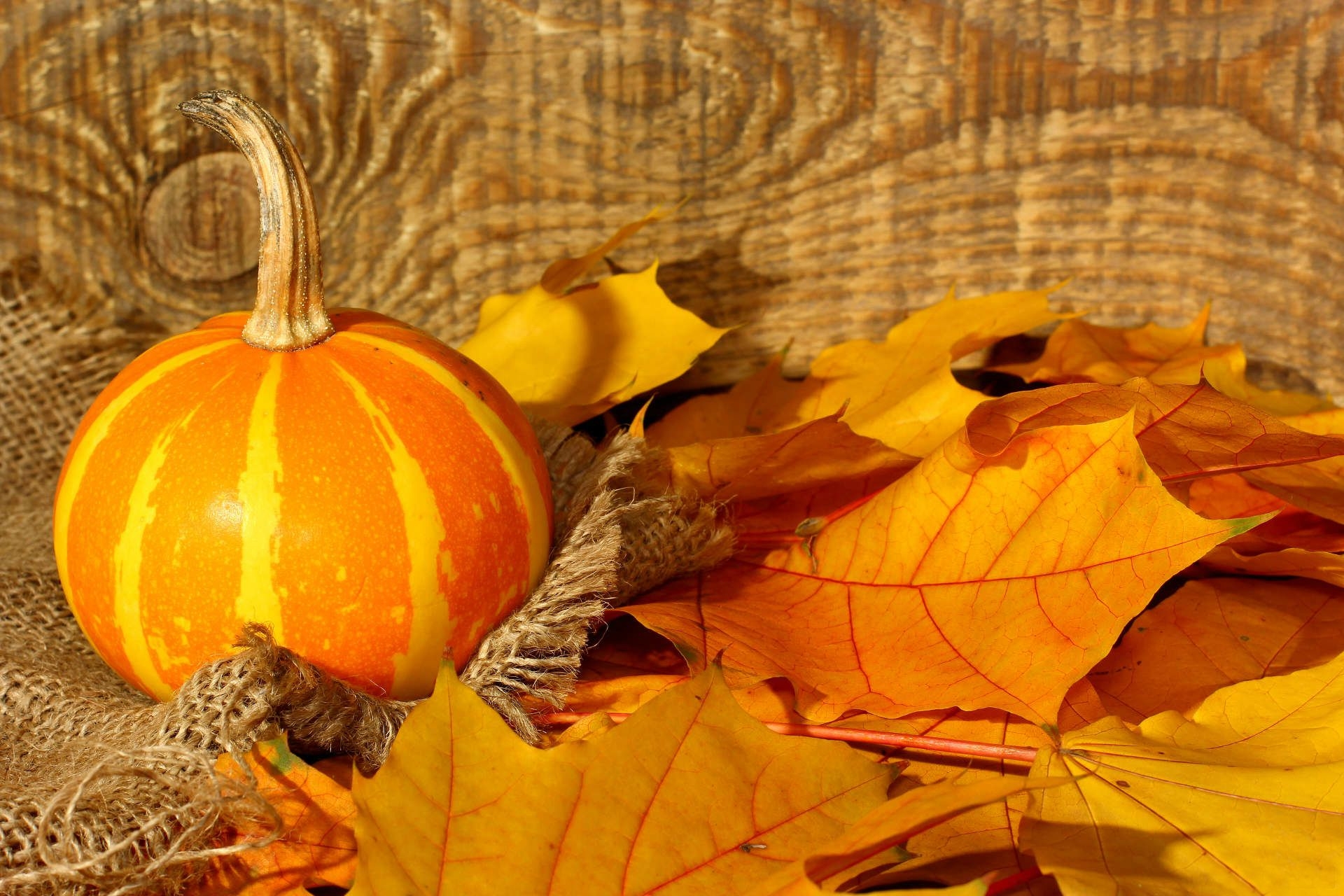 Download mobile wallpaper Pumpkin, Still Life, Leaf, Fall, Photography for free.