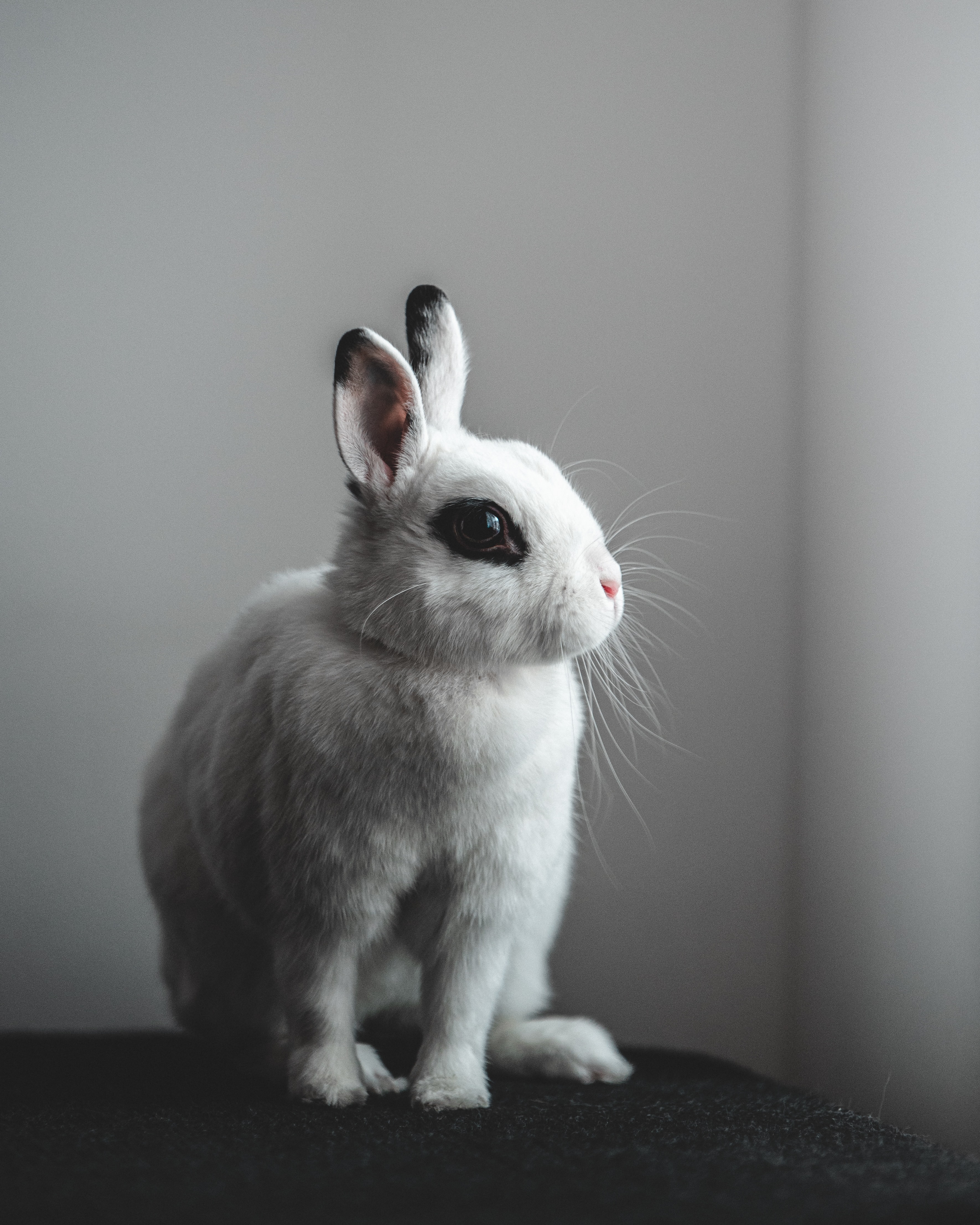 animals, hare, white, rabbit phone background