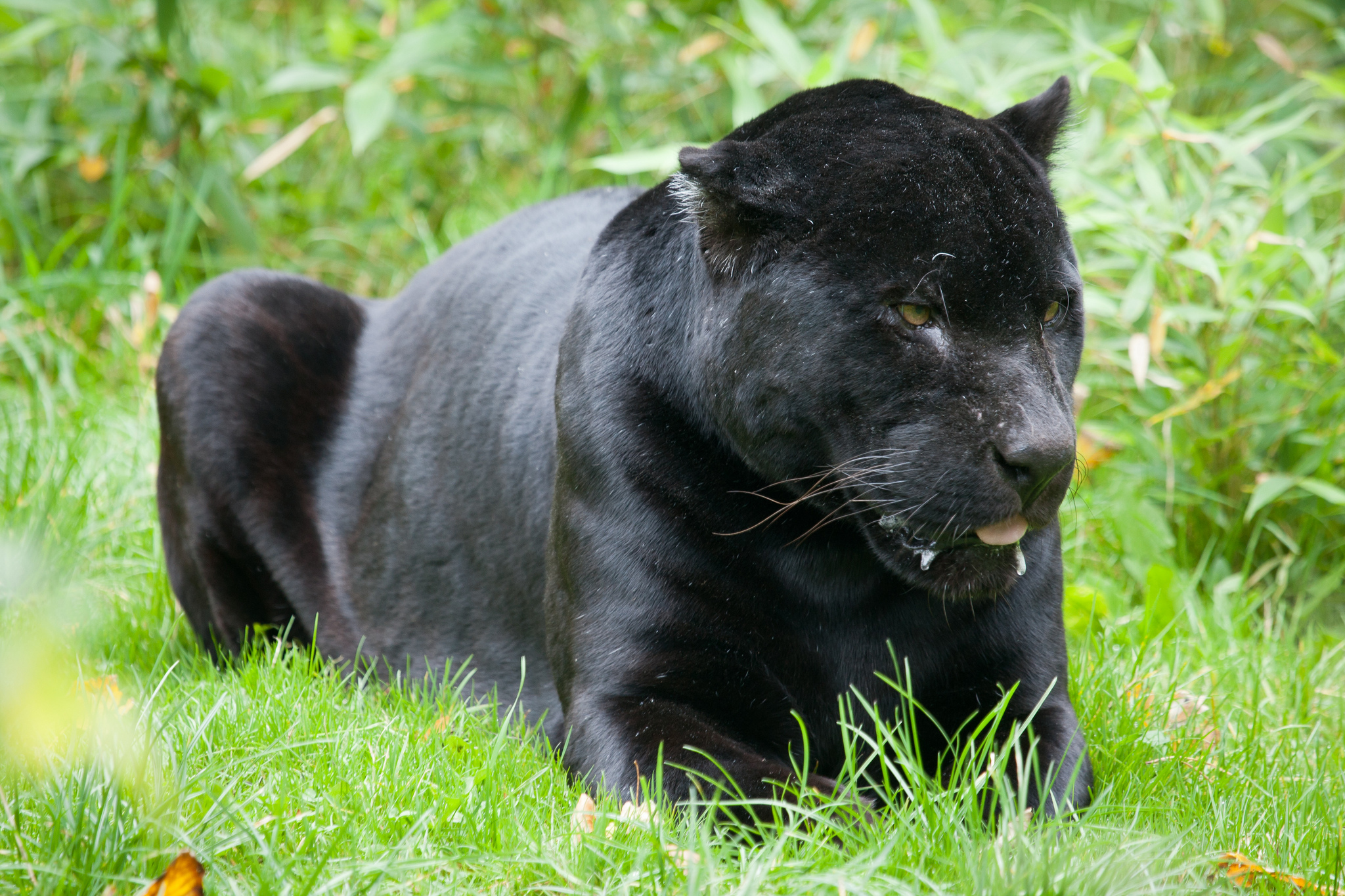 Descarga gratuita de fondo de pantalla para móvil de Pantera Negra, Gatos, Animales.