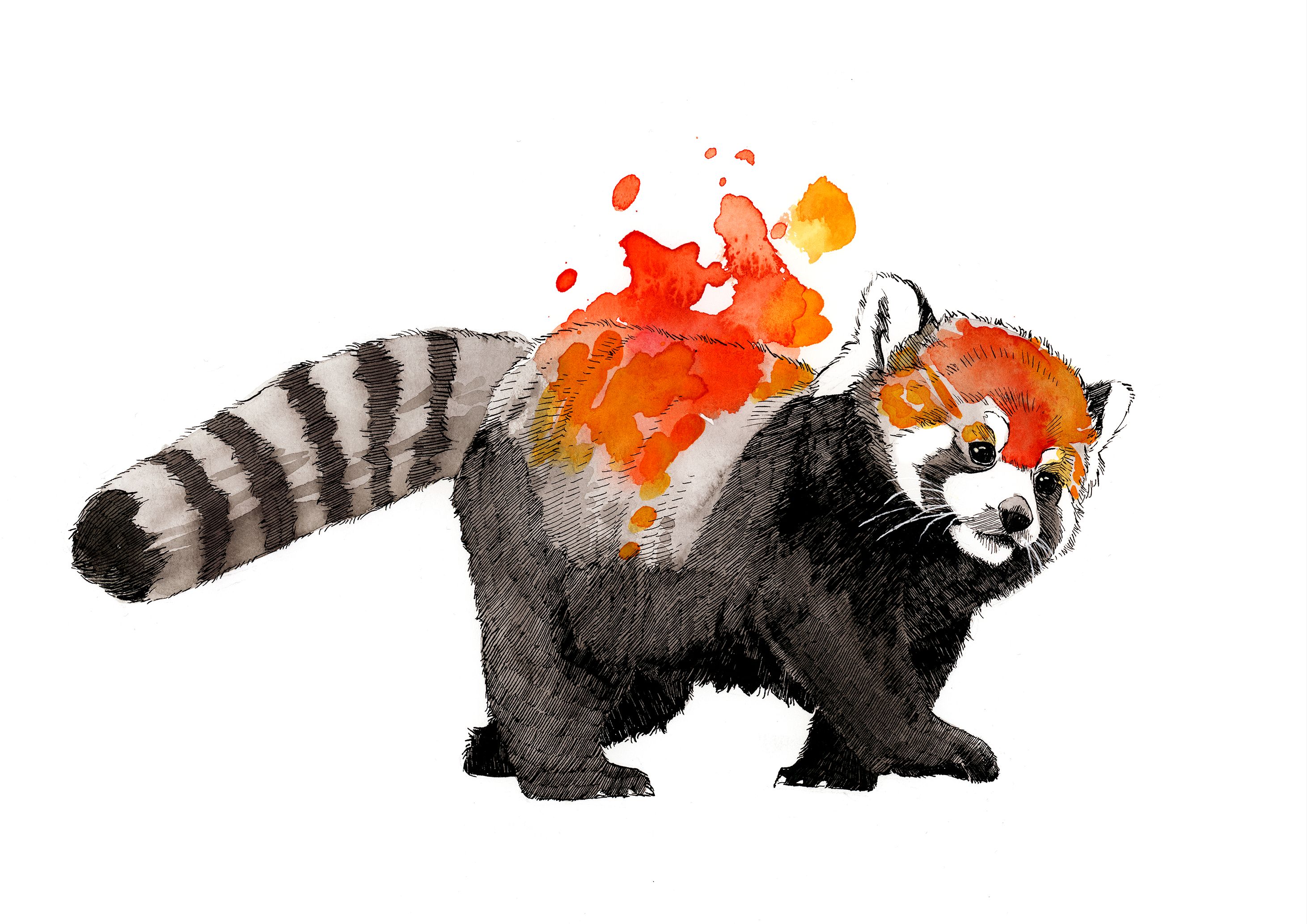 Laden Sie das Tiere, Kleiner Panda, Künstlerisch, Wasserfarbe-Bild kostenlos auf Ihren PC-Desktop herunter