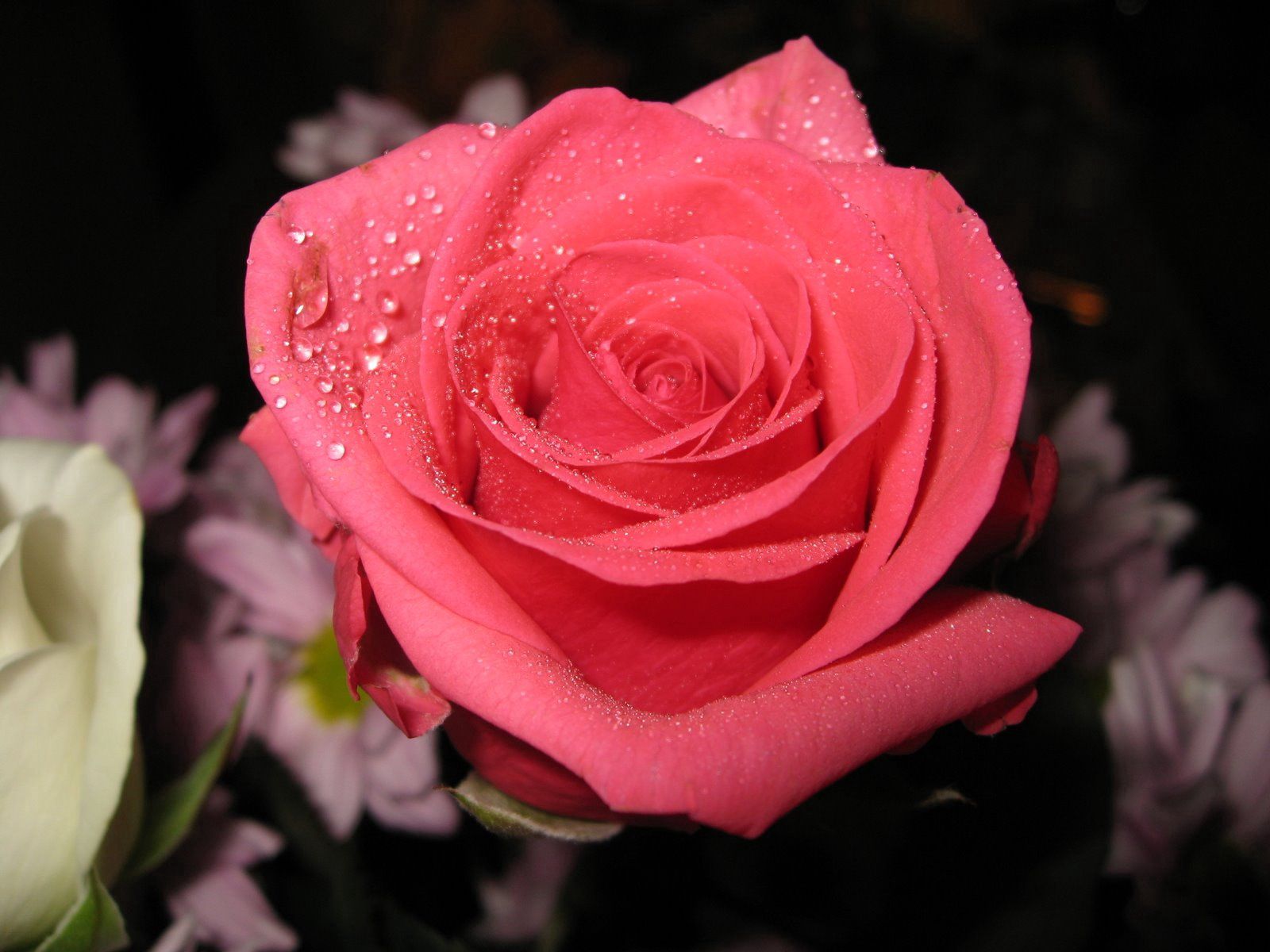 Free download wallpaper Flowers, Rose, Drops, Rose Flower, Close Up on your PC desktop