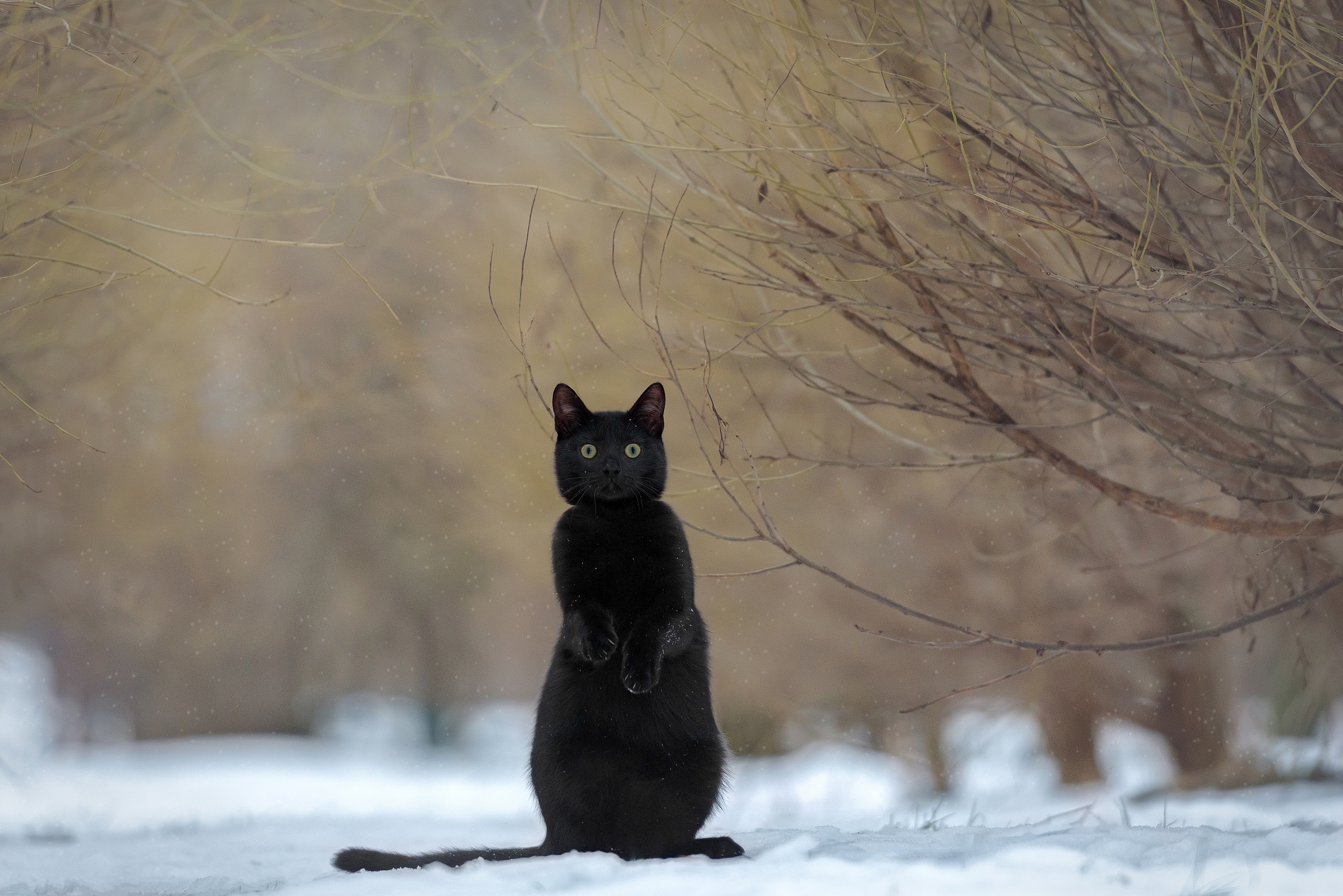 Descarga gratuita de fondo de pantalla para móvil de Animales, Gatos, Gato.