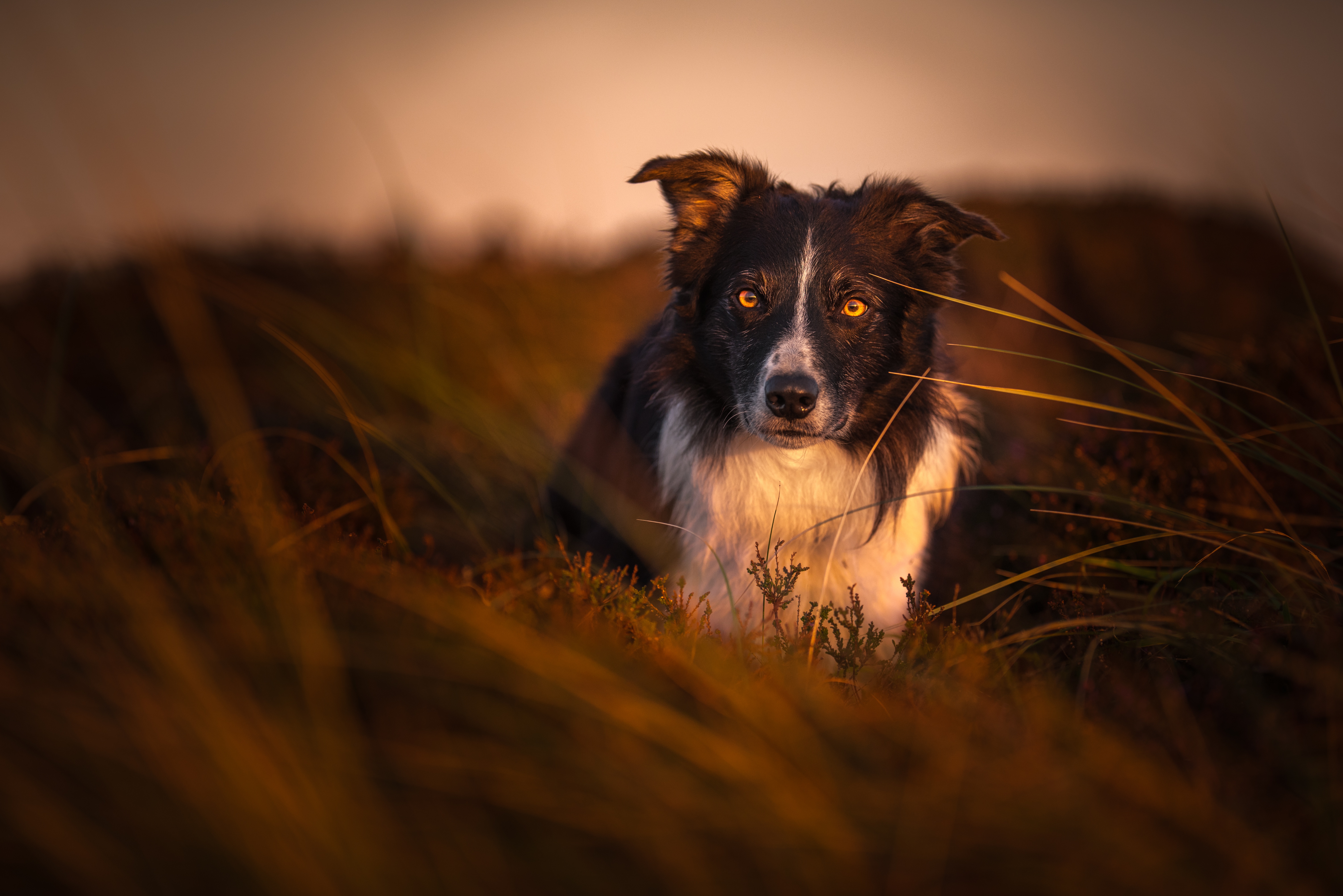 Handy-Wallpaper Tiere, Hunde, Hund, Border Collie kostenlos herunterladen.