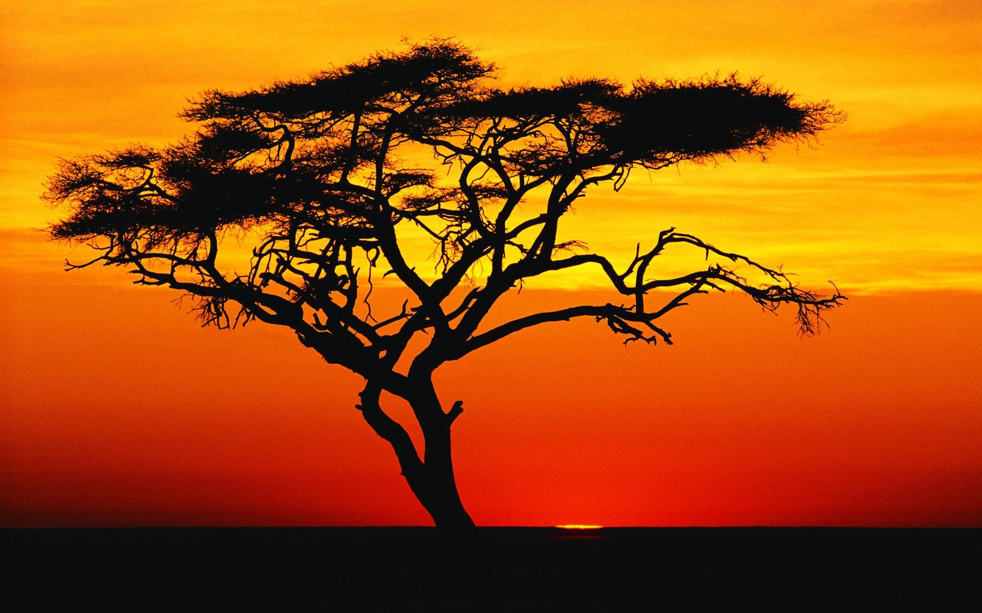 savanna, landscape, trees, sunset