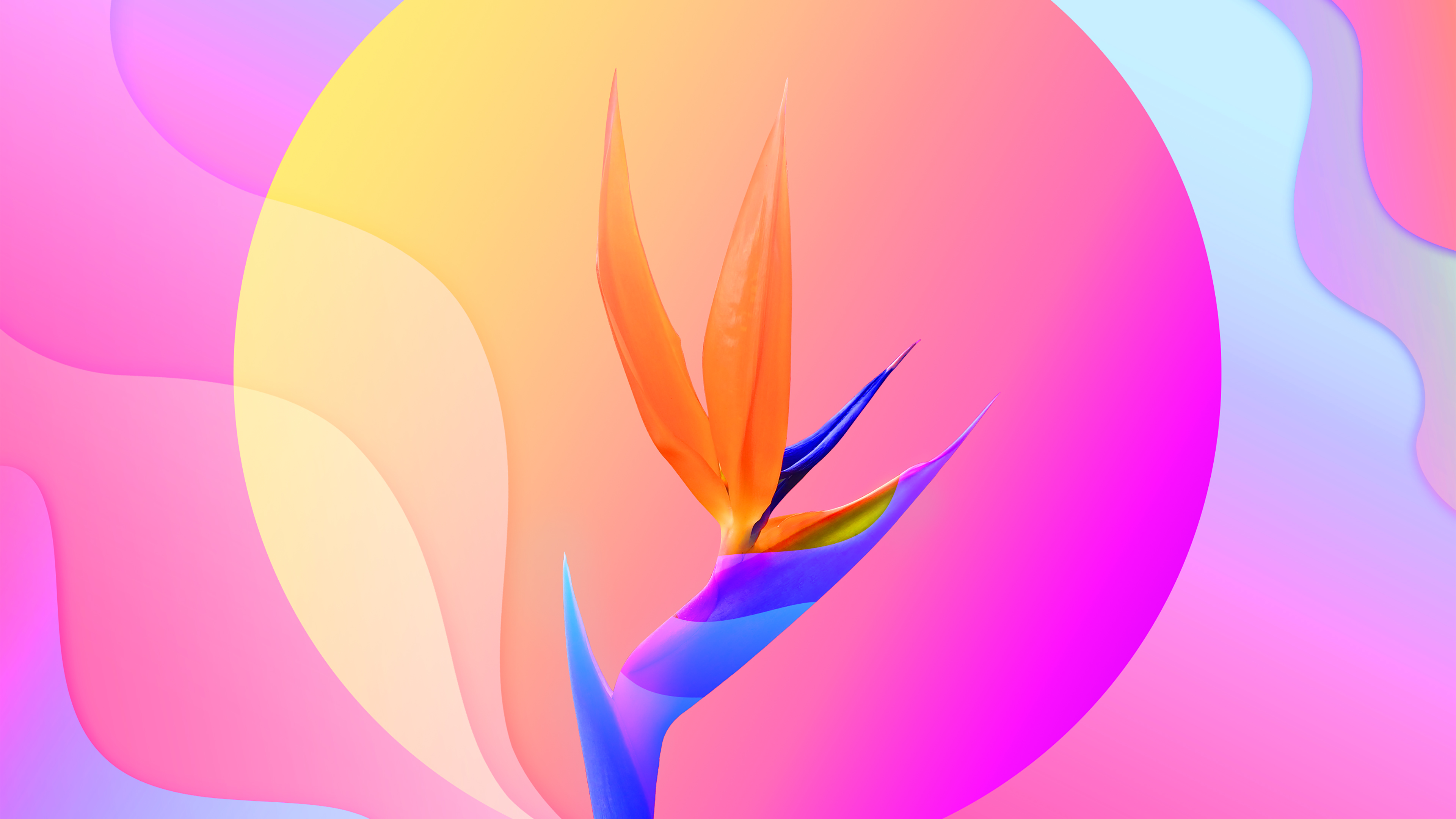 474387 descargar fondo de pantalla artístico, flor, ave del paraiso, flores: protectores de pantalla e imágenes gratis