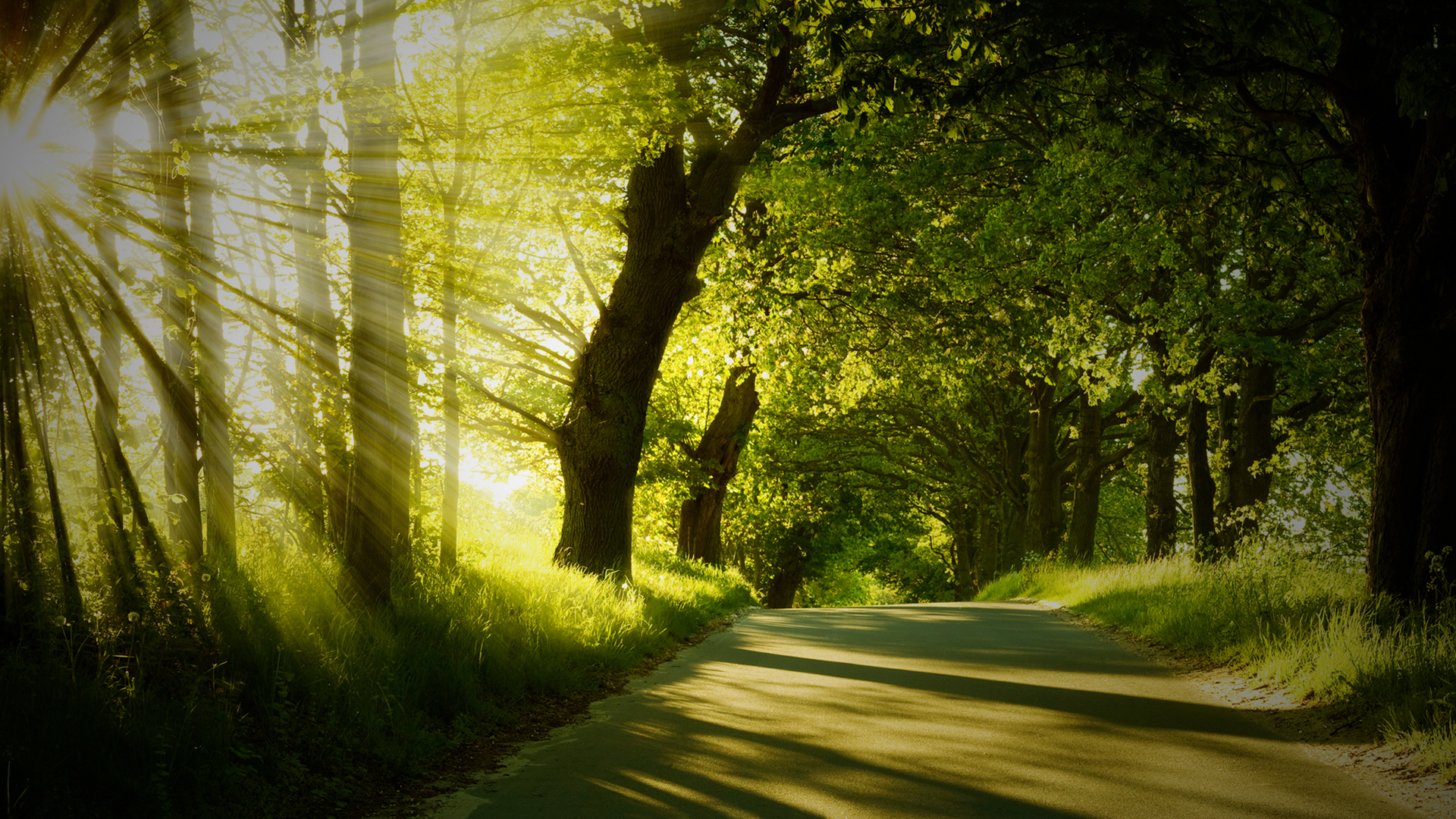 Baixe gratuitamente a imagem Sol, Floresta, Terra/natureza na área de trabalho do seu PC