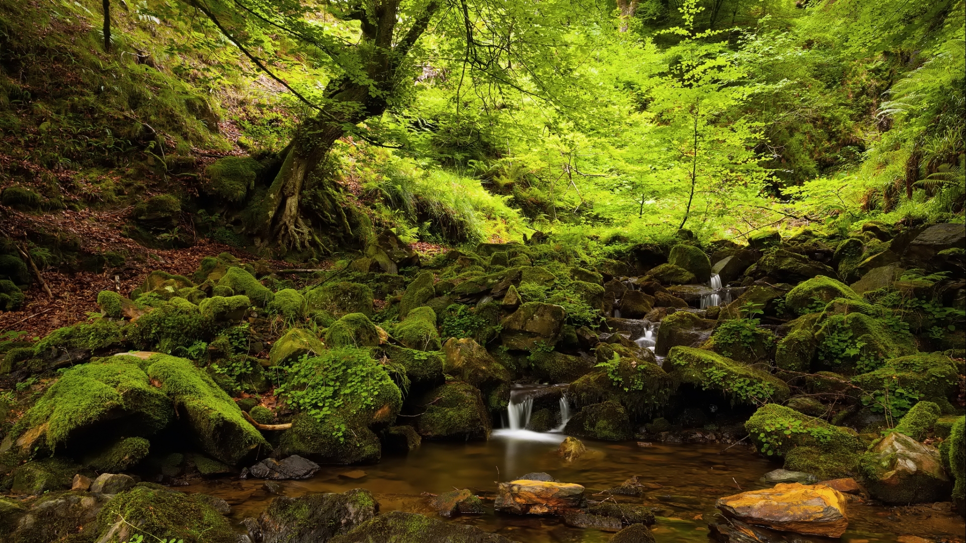 Free download wallpaper Nature, Forest, Earth, Stream, Creek on your PC desktop