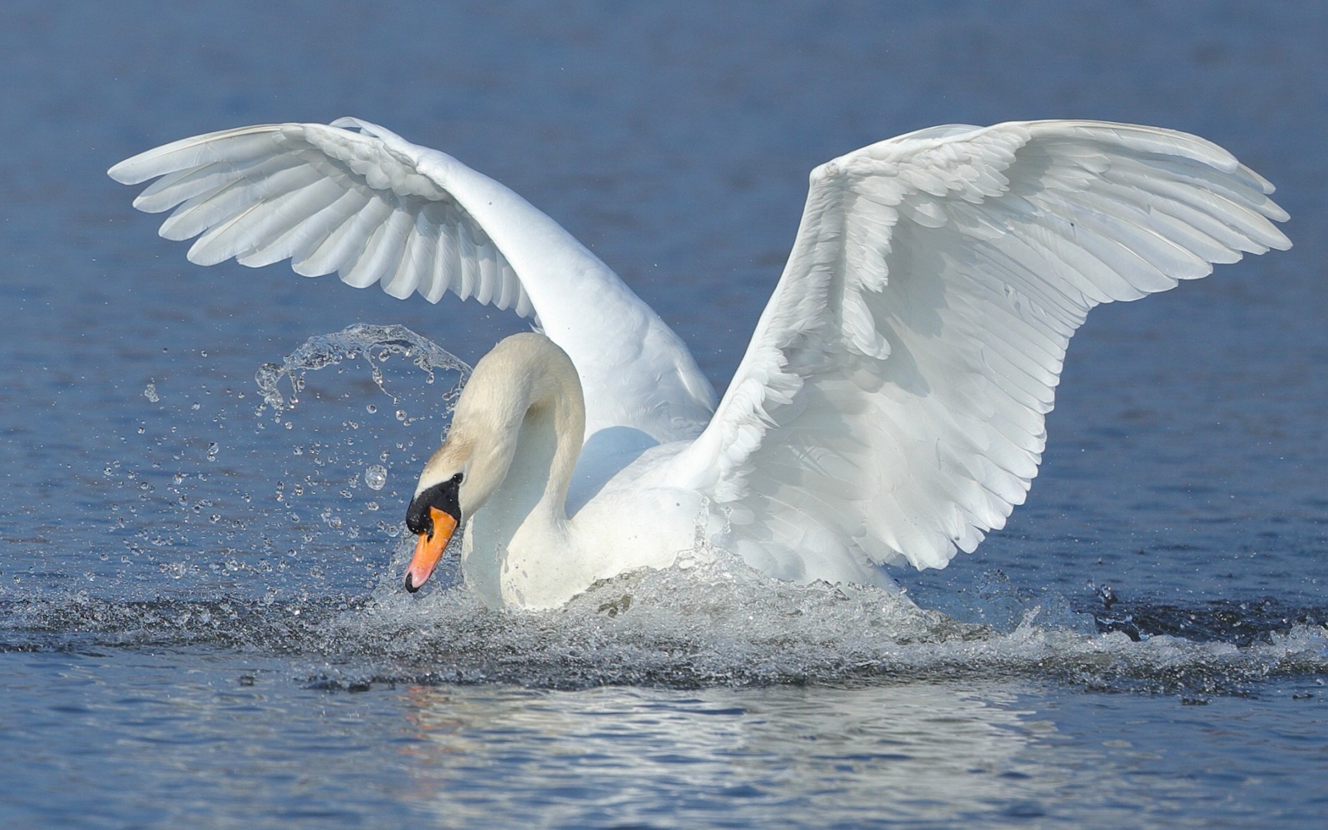 Free download wallpaper Birds, Water, Bird, Splash, Animal, Swan, Mute Swan on your PC desktop