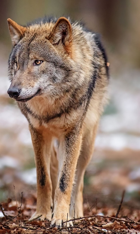 Téléchargez des papiers peints mobile Animaux, Loup, Wolves gratuitement.