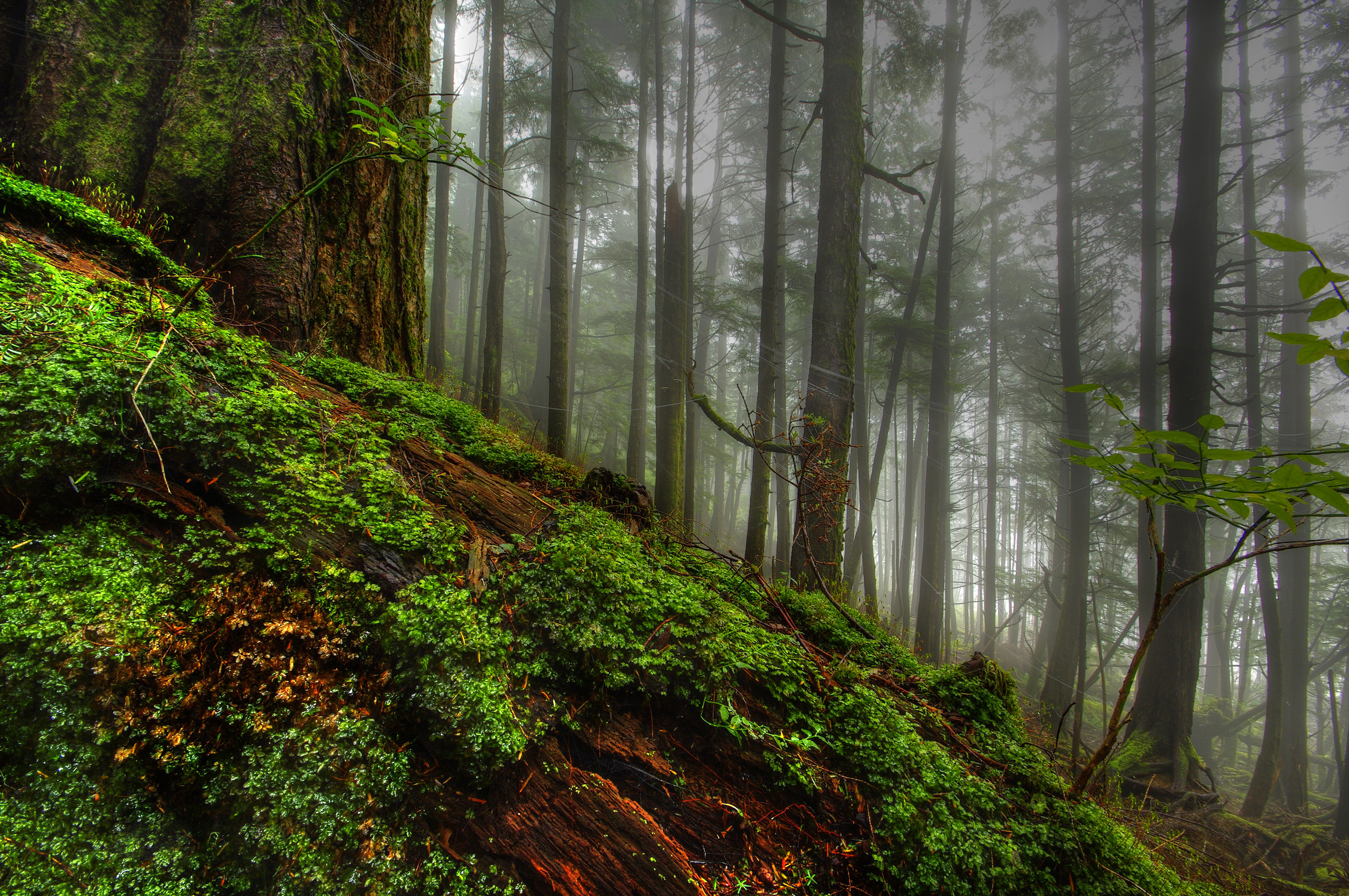 Handy-Wallpaper Nebel, Erde/natur kostenlos herunterladen.