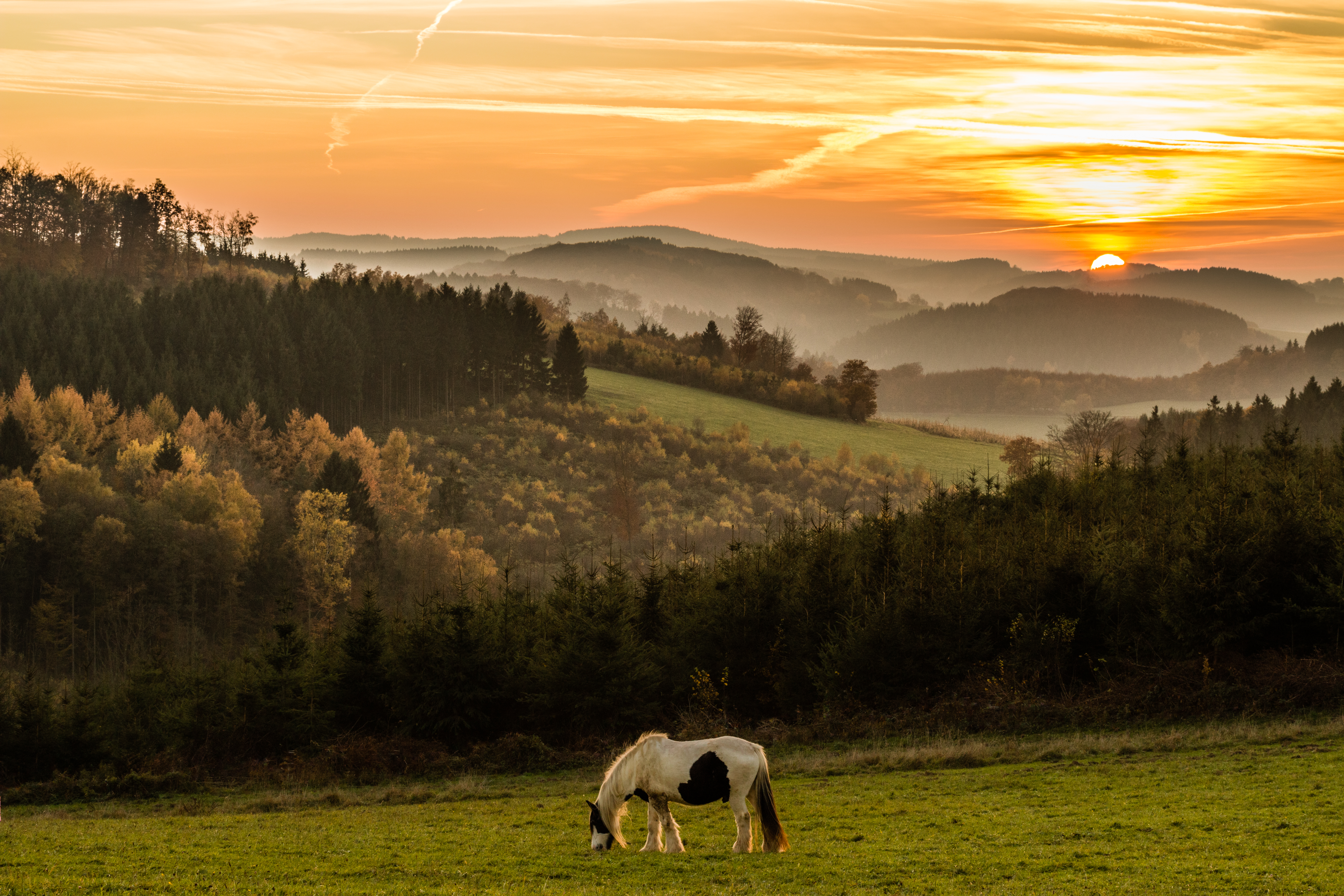 Free download wallpaper Animals, Sunset, Mountains, Field, Horse on your PC desktop