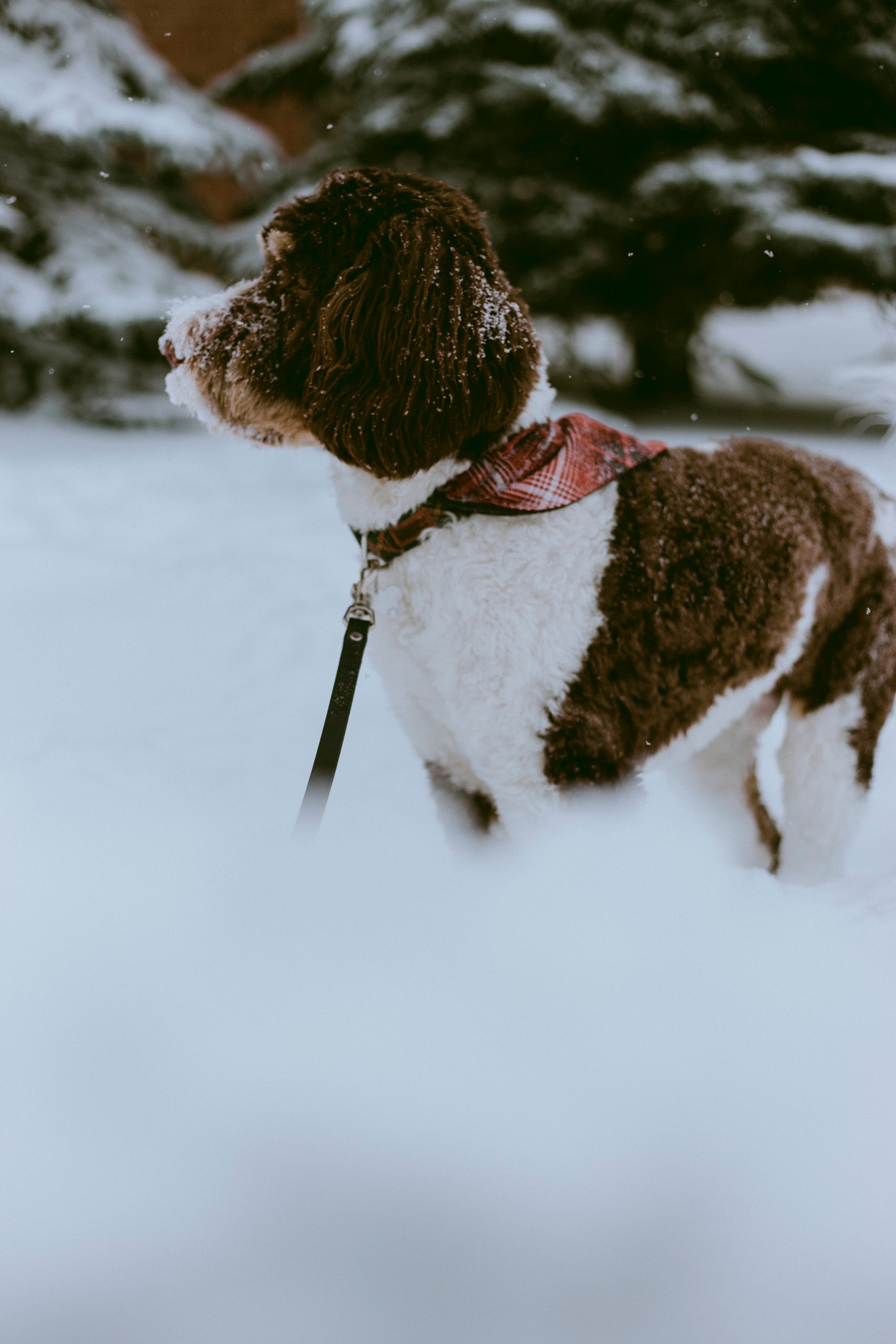 animals, winter, snow, dog, pet, stroll 4K, Ultra HD