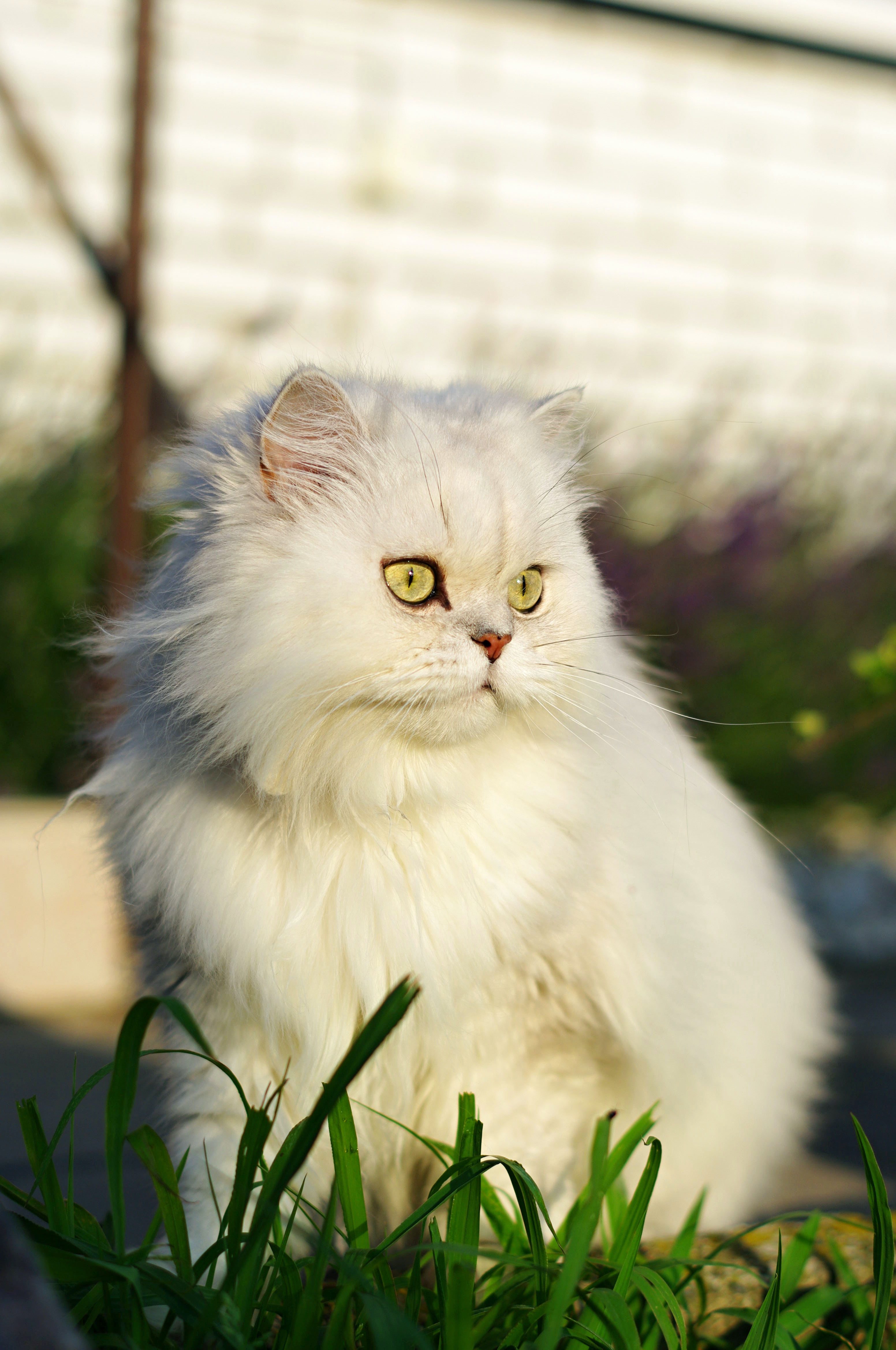 pet, sight, animals, grass, white, cat, fluffy, opinion