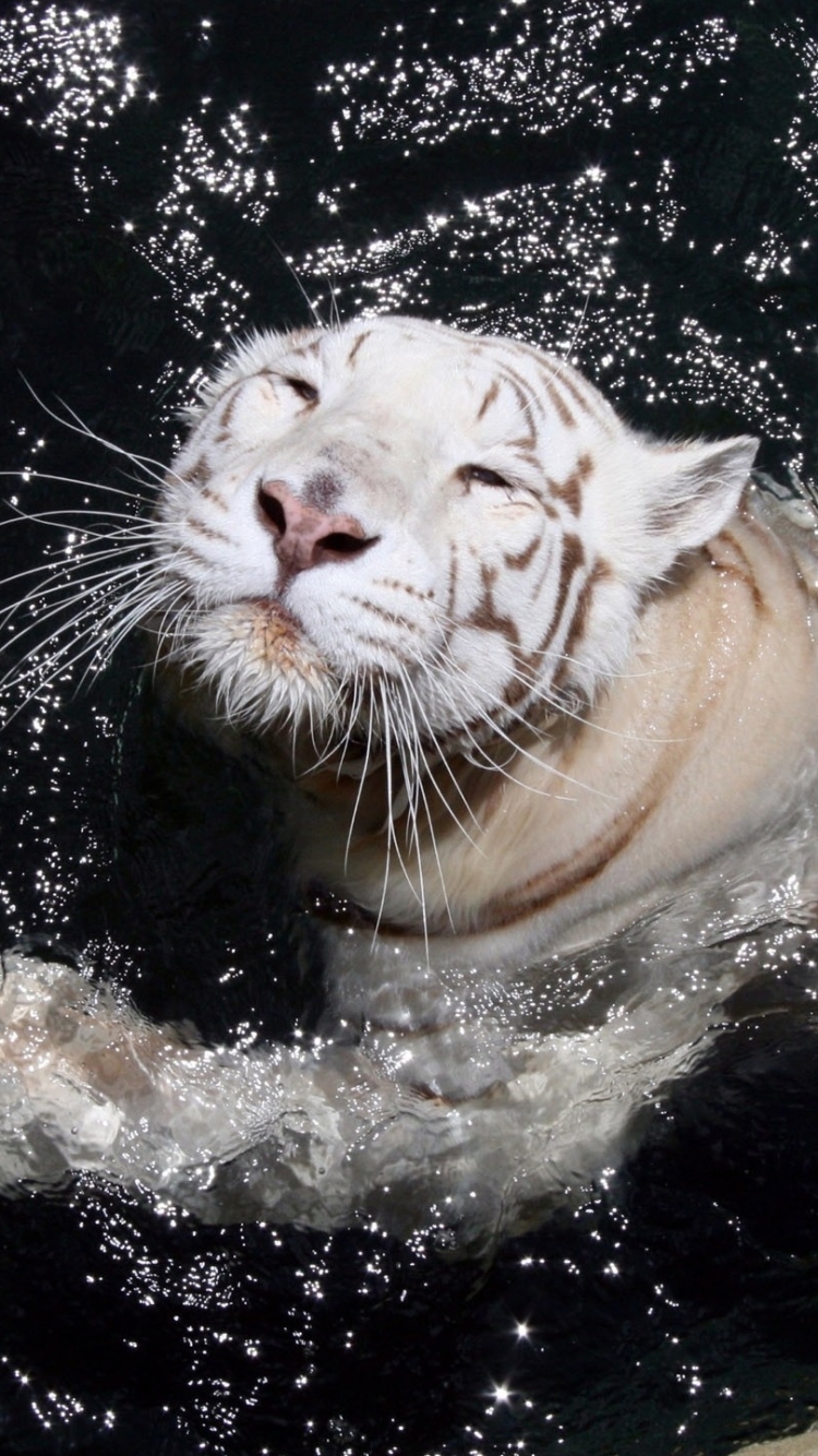 Скачать картинку Животные, Тигр, Белый Тигр, Кошки в телефон бесплатно.