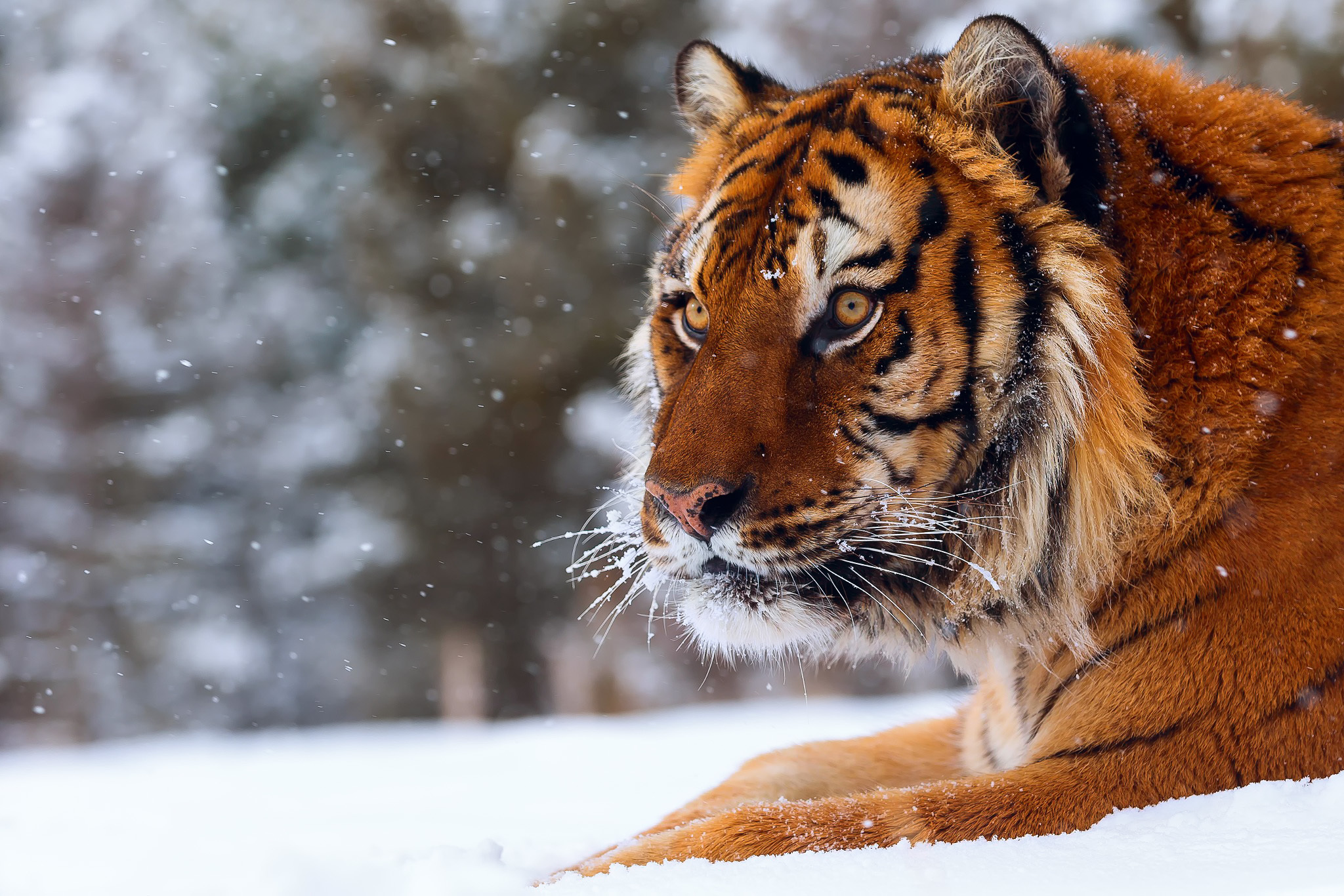 無料モバイル壁紙動物, 冬, 雪, 猫, 虎をダウンロードします。