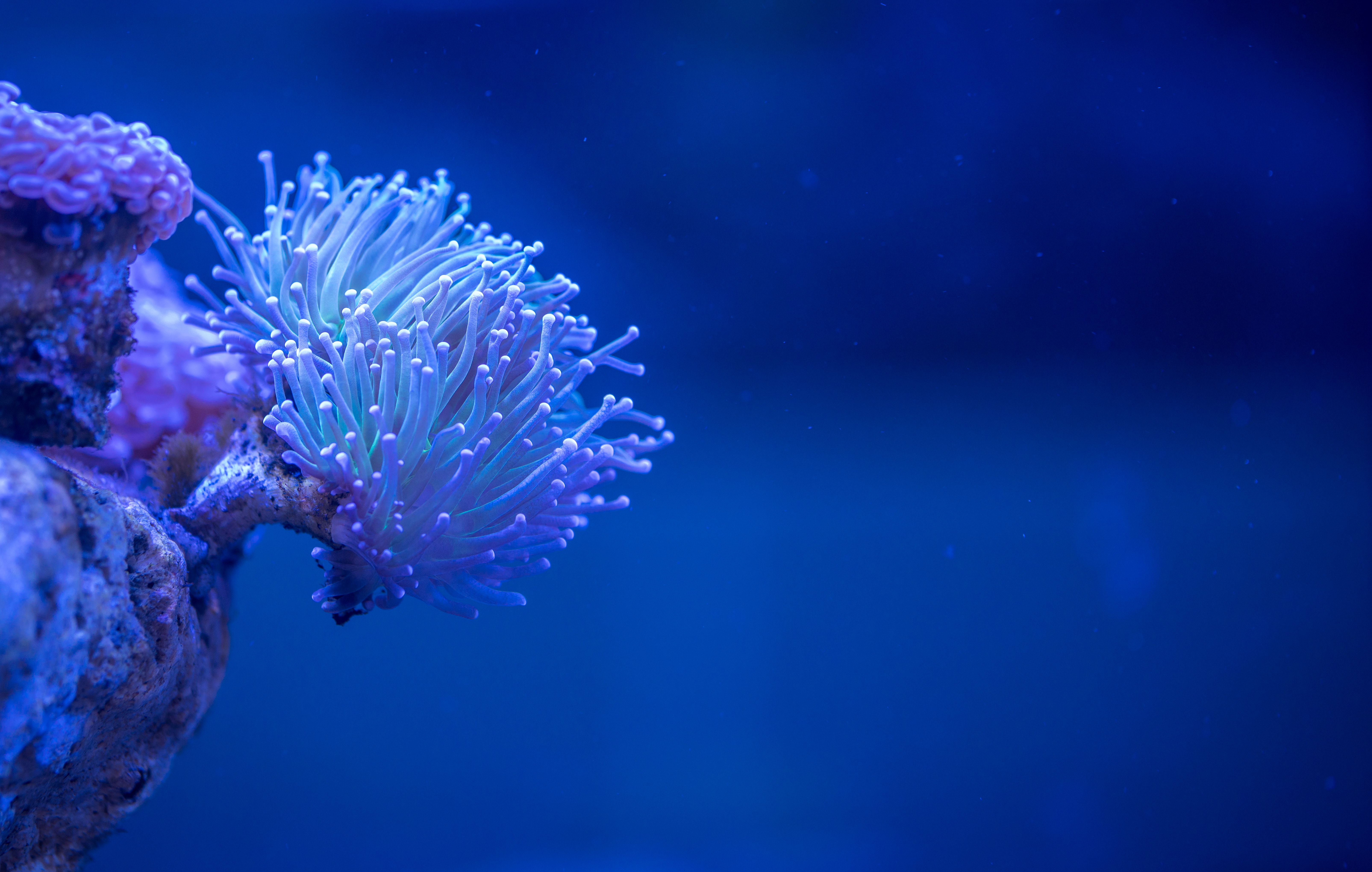 138398 descargar imagen profundidad, coral, mar, macro, submarino: fondos de pantalla y protectores de pantalla gratis