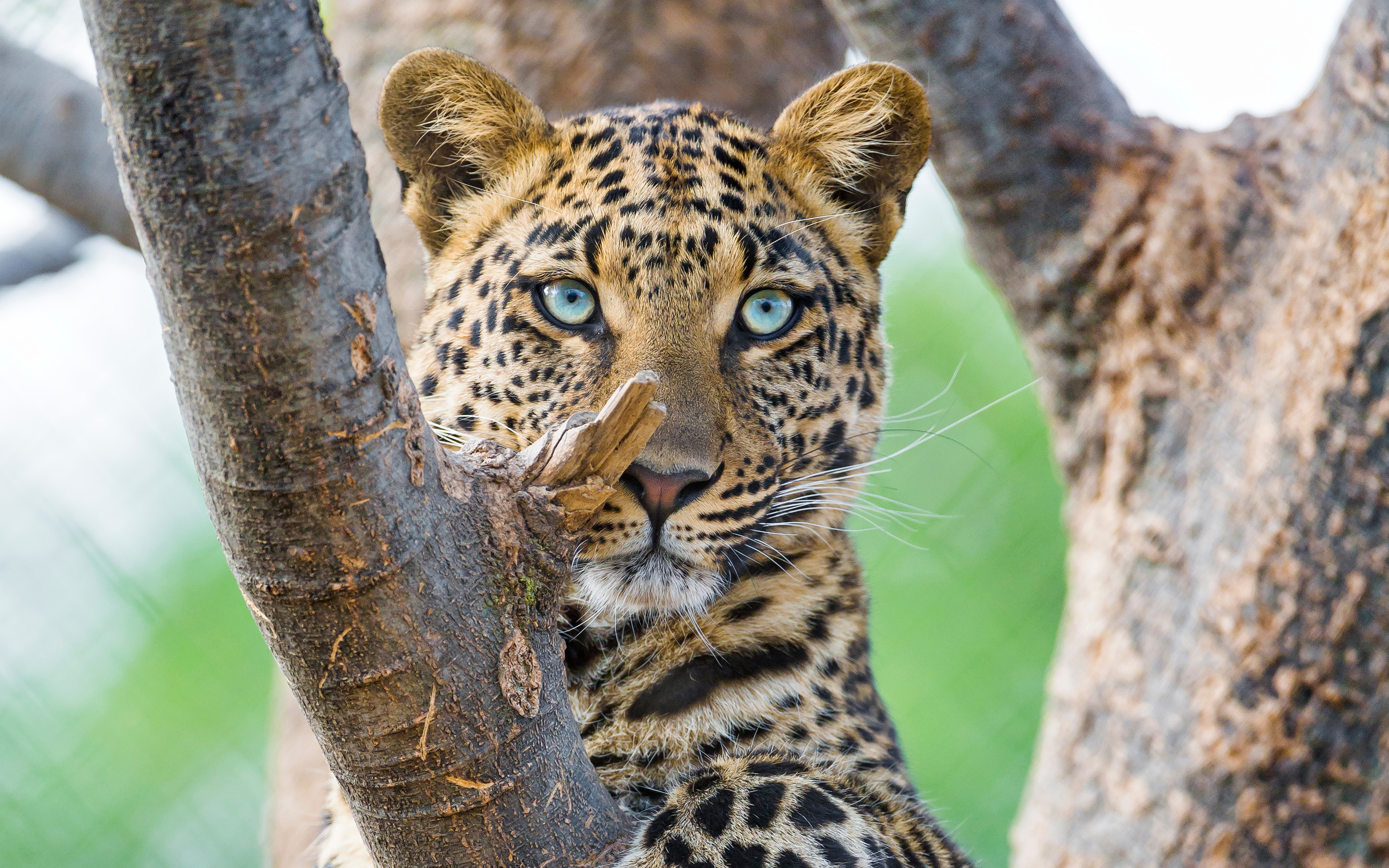 Download mobile wallpaper Cats, Leopard, Tree, Branch, Animal, Blue Eyes for free.