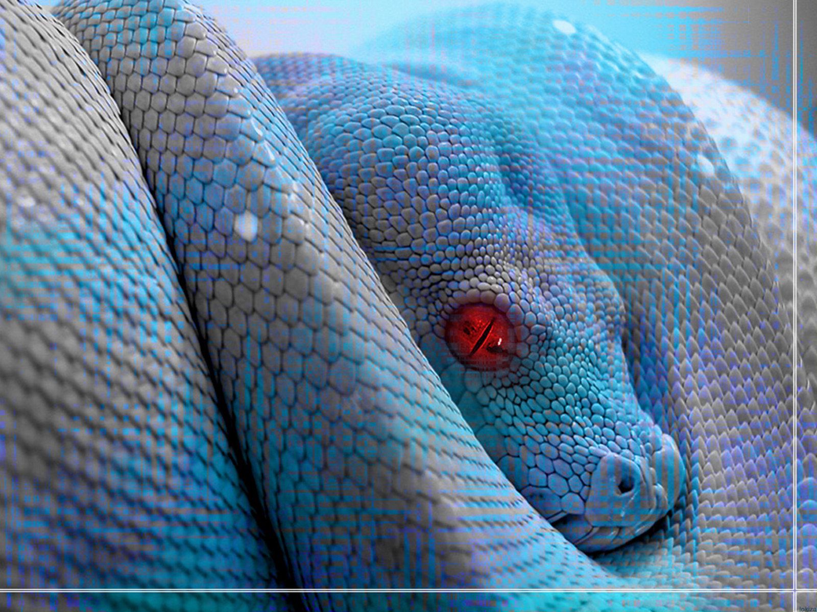 Скачать обои бесплатно Животные, Змея, Рептилии картинка на рабочий стол ПК