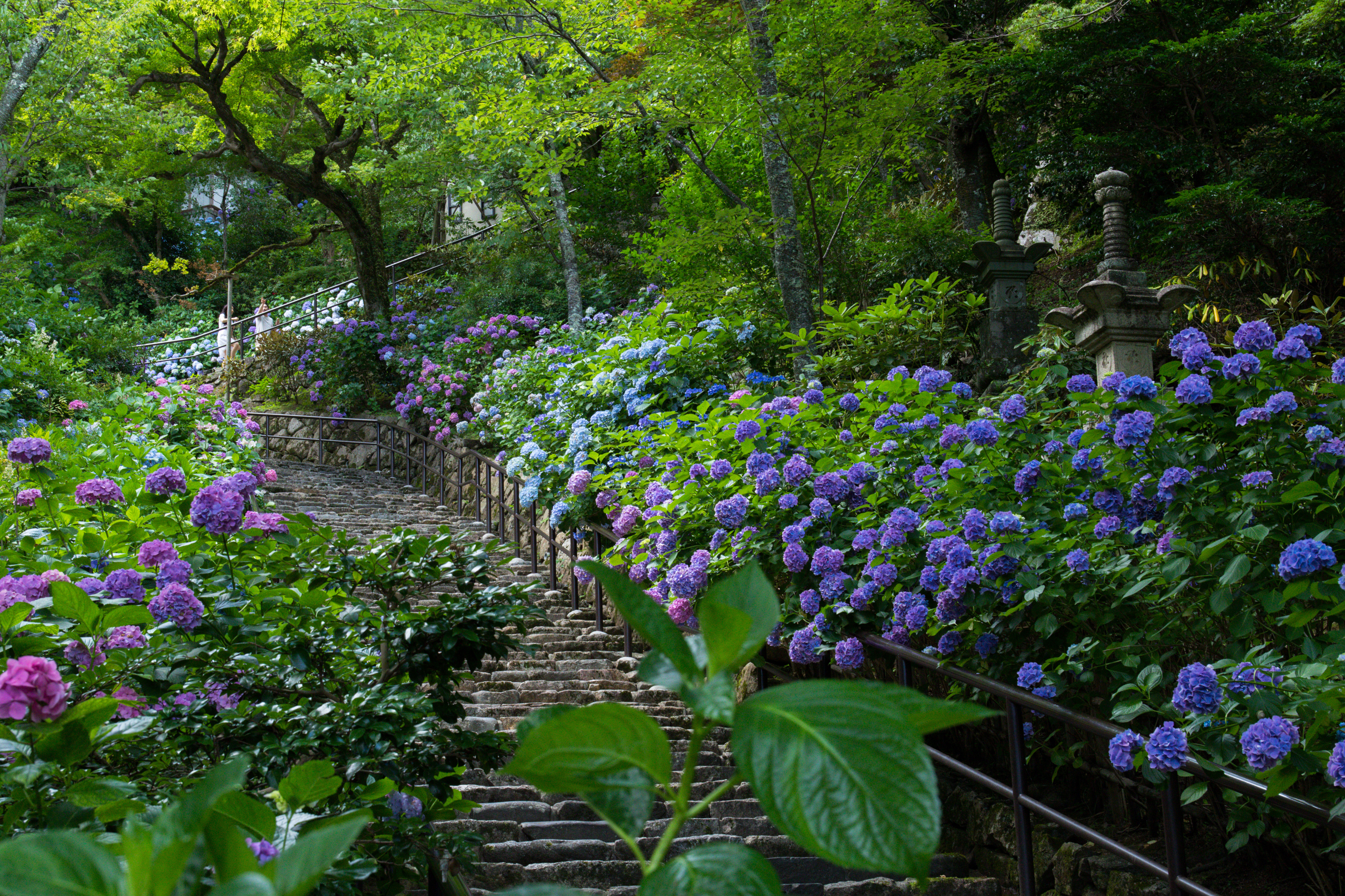 901321 télécharger l'image japon, printemps, photographie, parc, fleur bleue, fleur, hortensia, fleur mauve, escalier - fonds d'écran et économiseurs d'écran gratuits