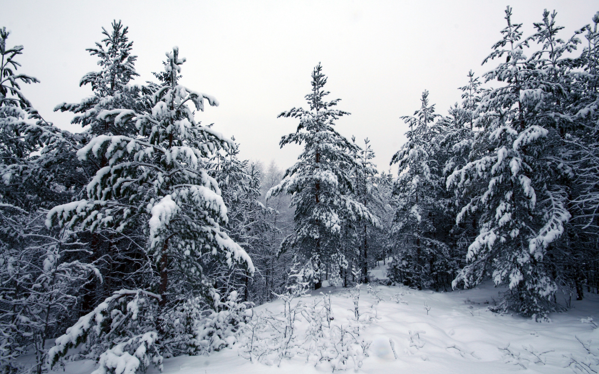 Téléchargez gratuitement l'image Hiver, Terre/nature sur le bureau de votre PC