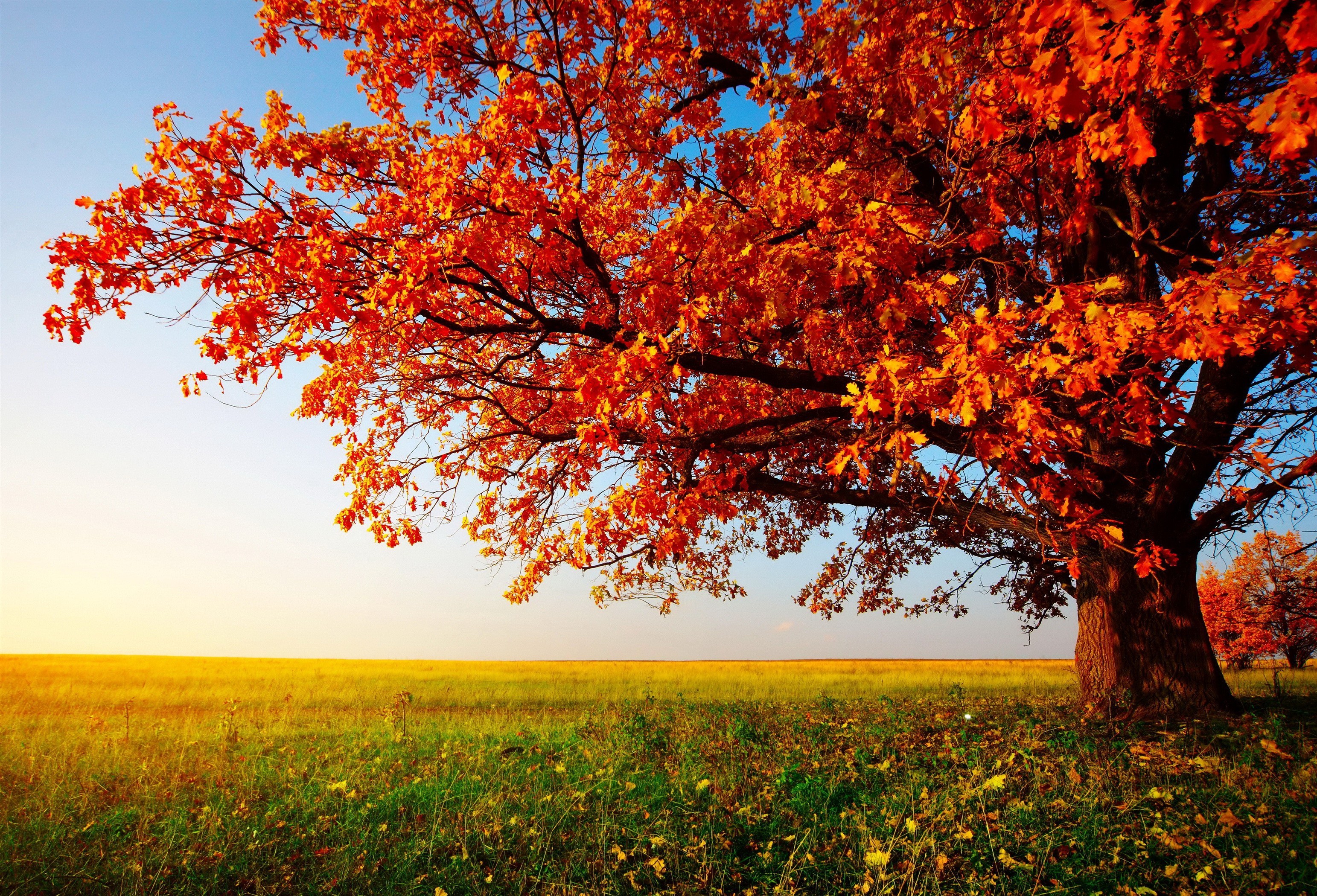 Download mobile wallpaper Trees, Field, Tree, Fall, Earth for free.