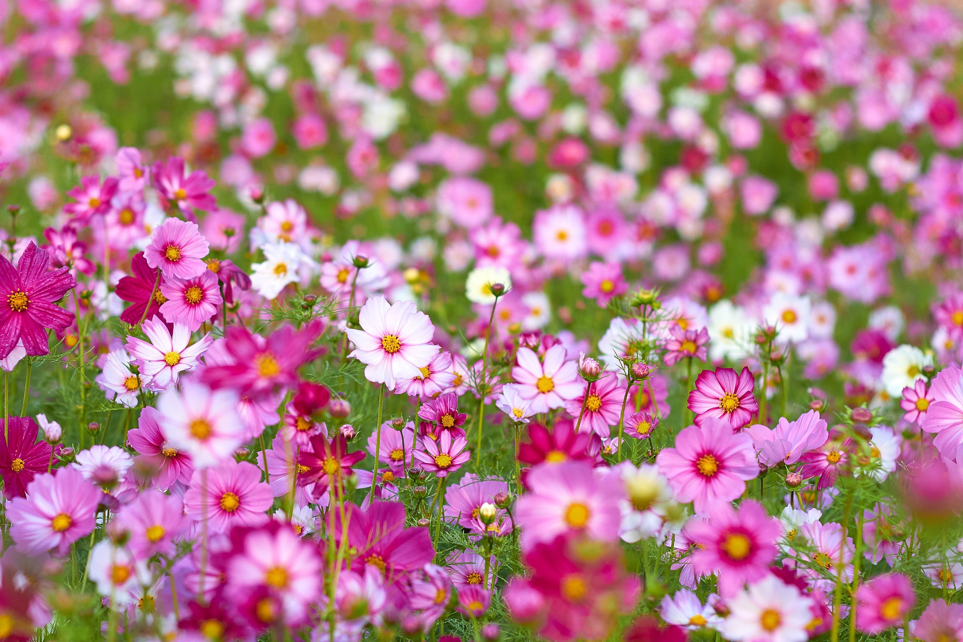 Laden Sie das Natur, Blumen, Blume, Erde/natur, Pinke Blume, Kosmeen-Bild kostenlos auf Ihren PC-Desktop herunter