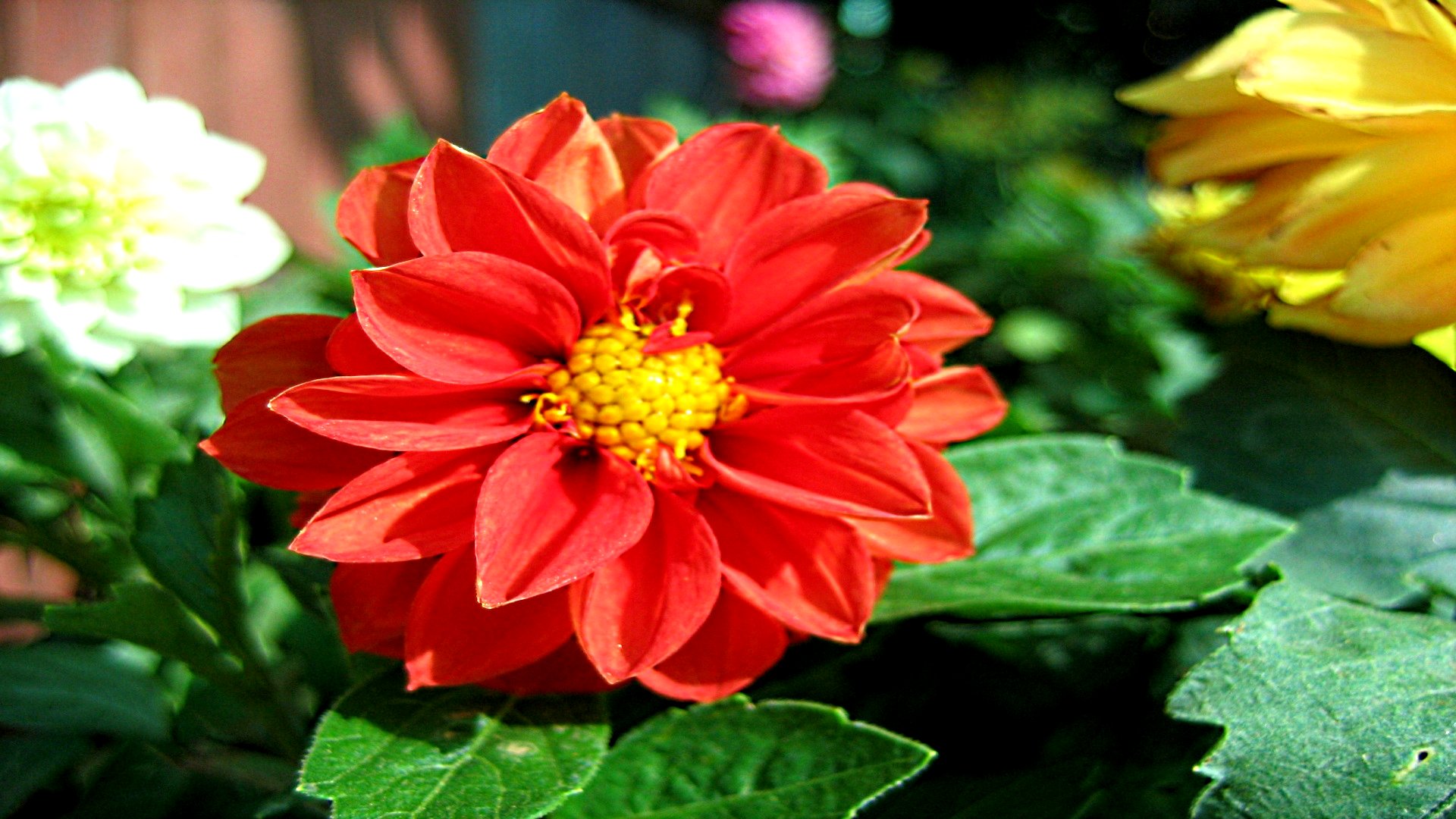 Baixe gratuitamente a imagem Flores, Flor, Terra/natureza na área de trabalho do seu PC