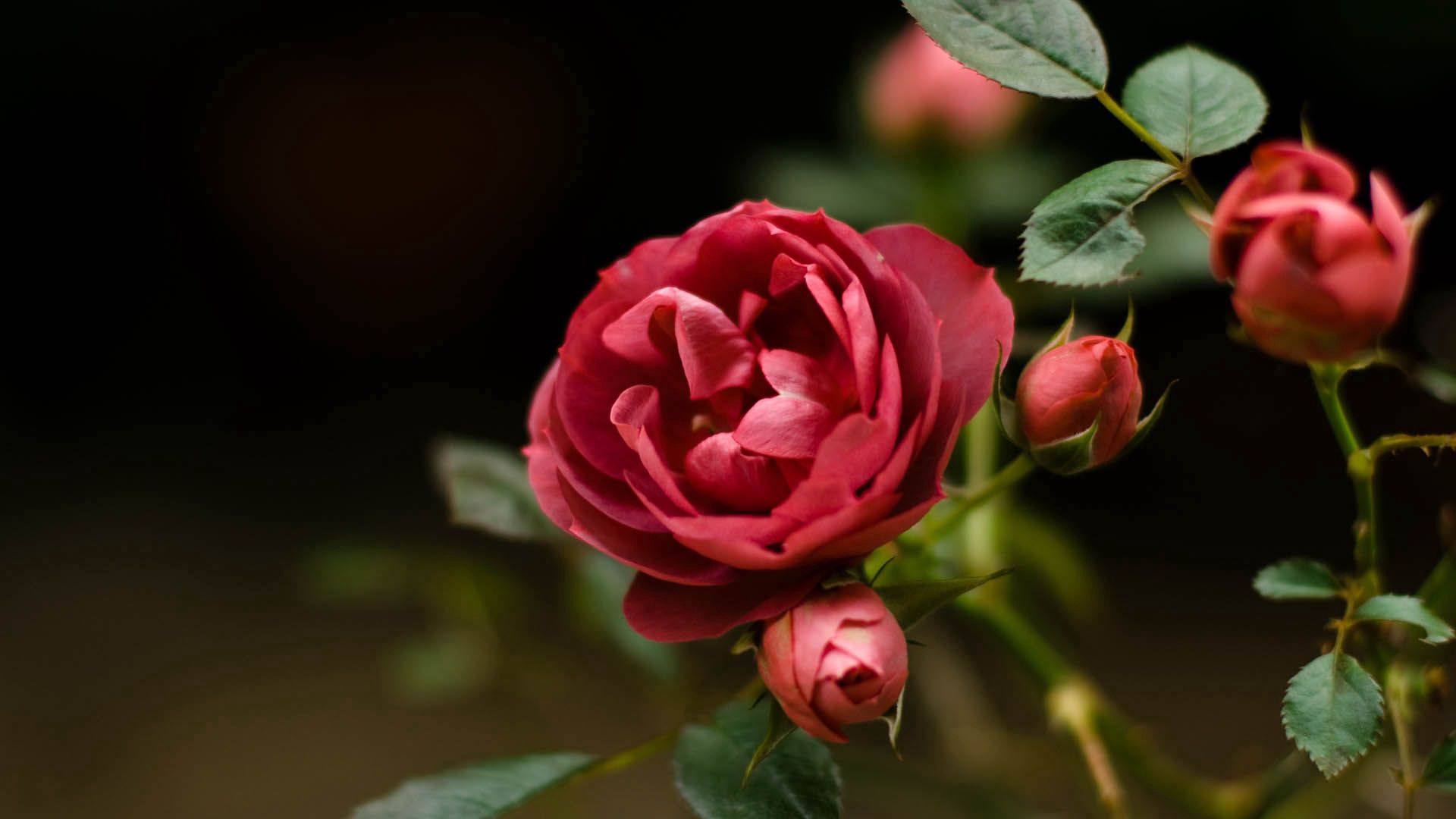 67806壁紙のダウンロード植物, フラワーズ, 赤, 工場, バラの花, 薔薇, 花びら, つぼみ, 蕾, 赤い-スクリーンセーバーと写真を無料で